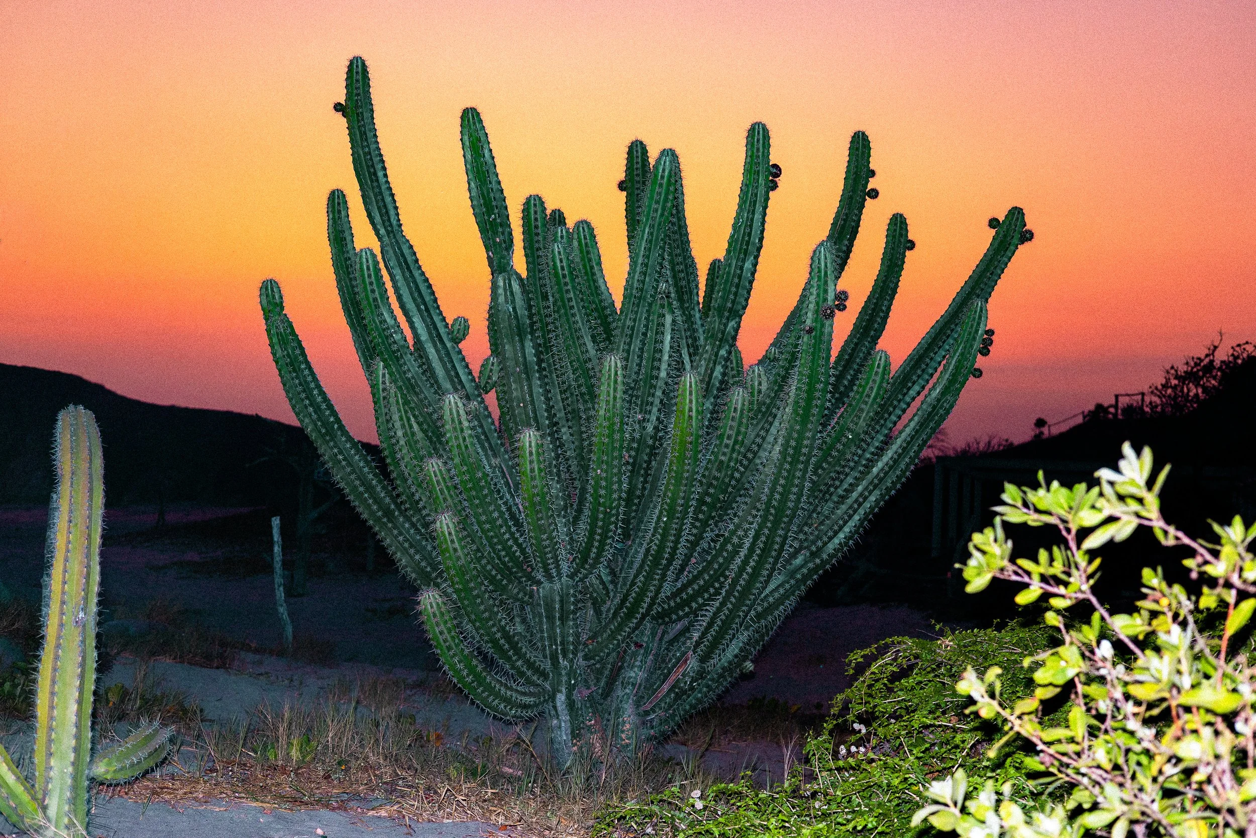 Pitahayo, Playa Cupil, Oaxaca, Mexico, 2026