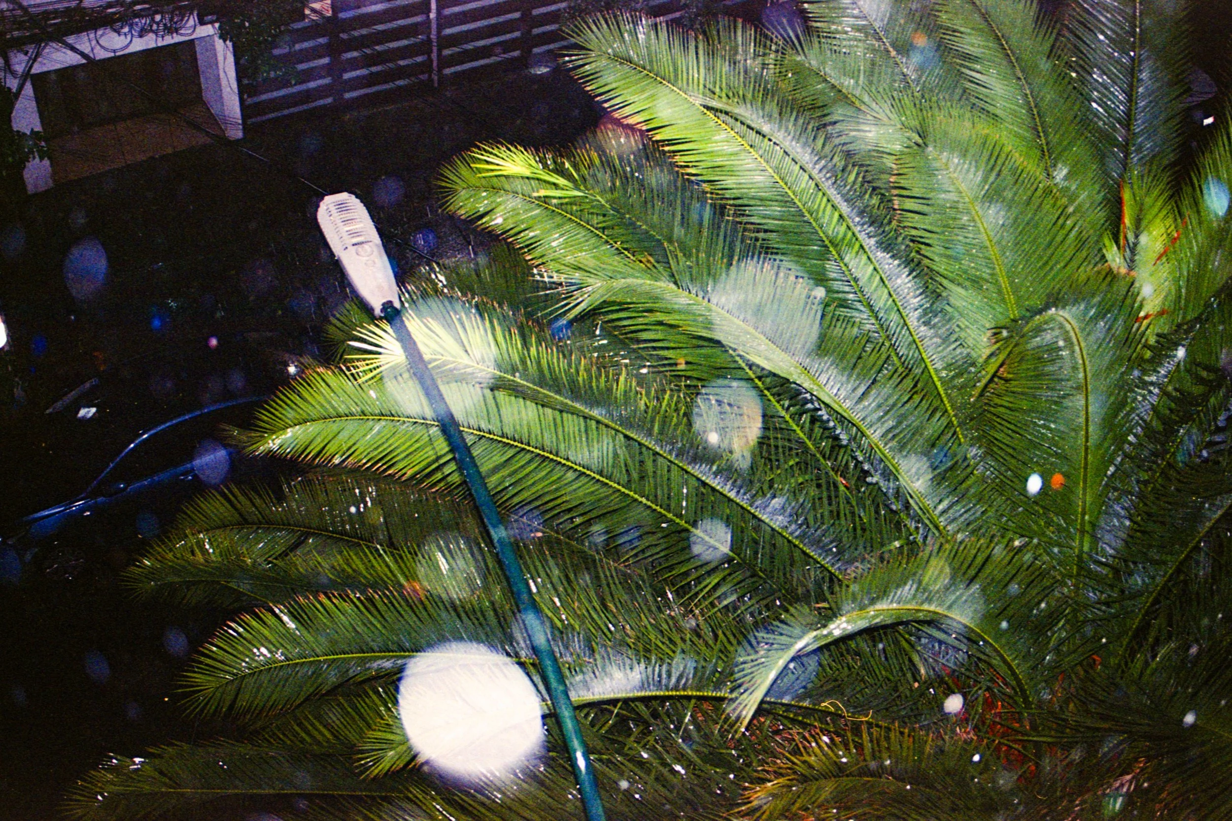 analoga 20260006.jpg