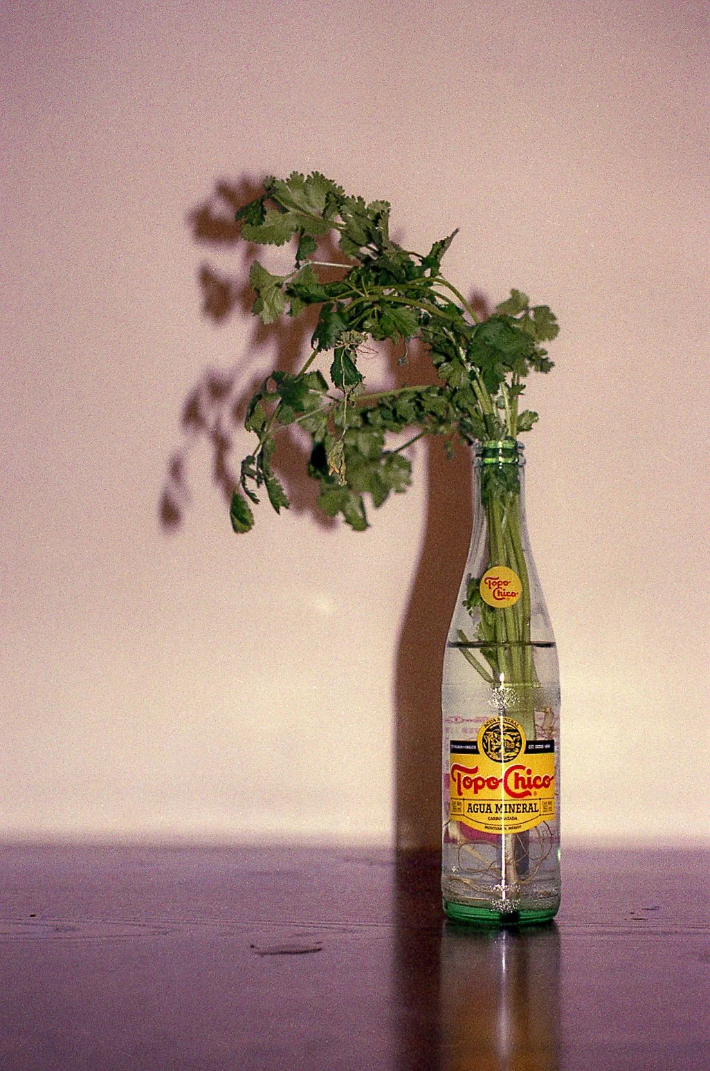 Cilantro en Topo Chico, 2021