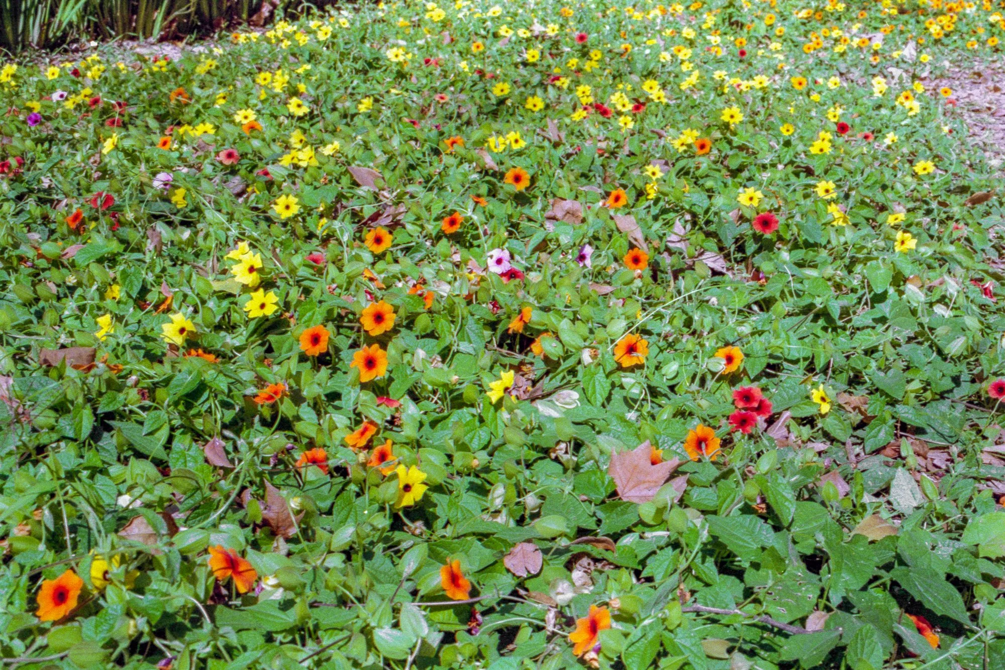 Mato de flores amarillas, naranjas, rojas y rosadas en un jardín con hojas verdes y algunas hojas secas.