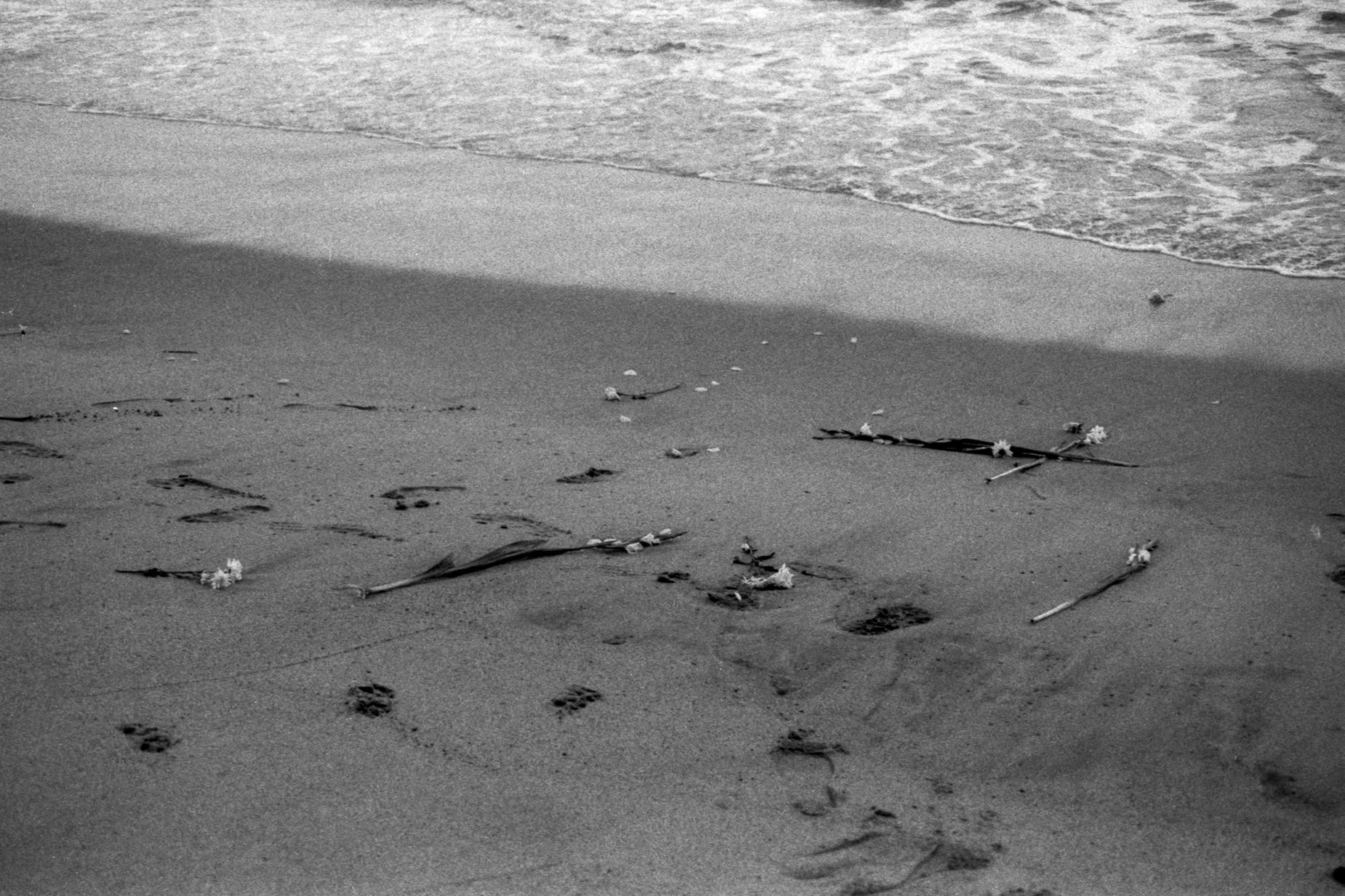 salon plata gelatina0001.jpg