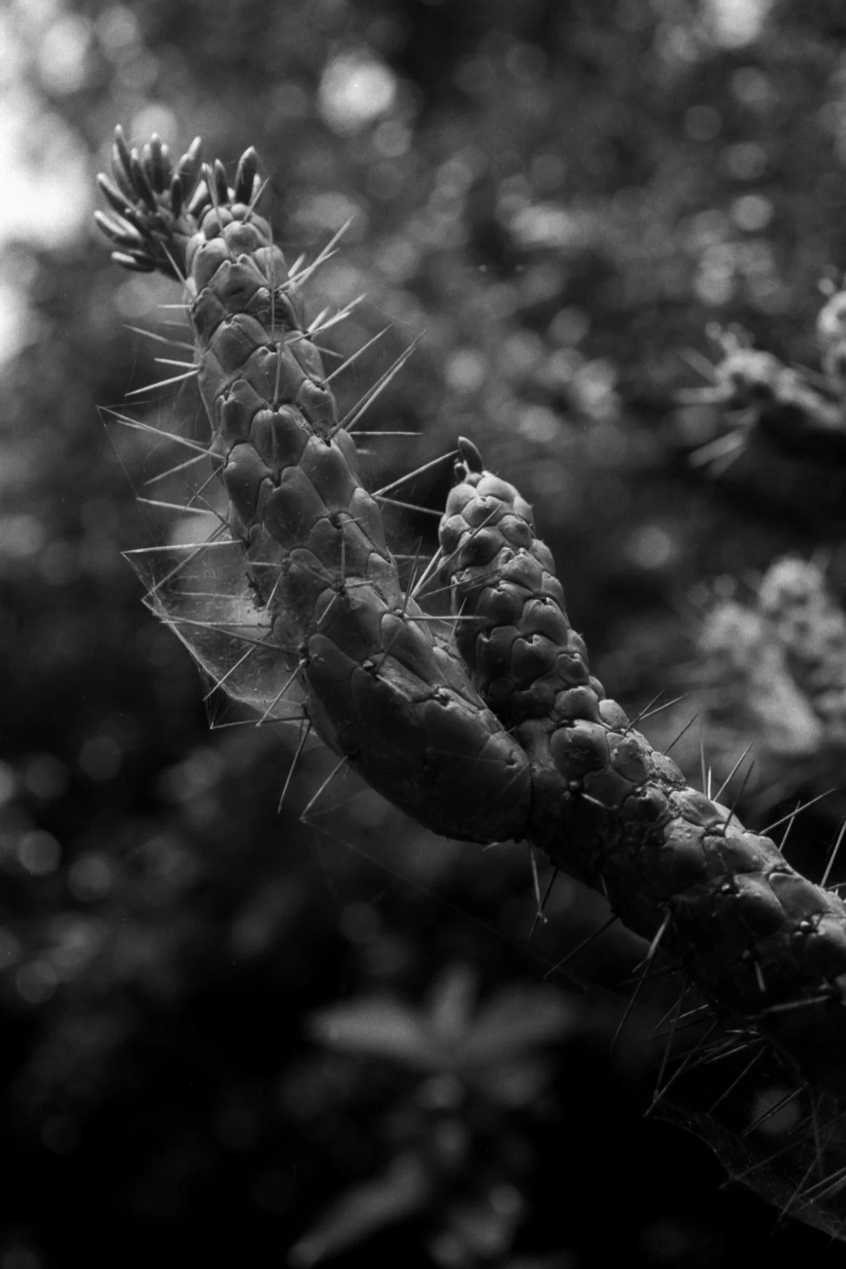 salon plata gelatina0020.jpg