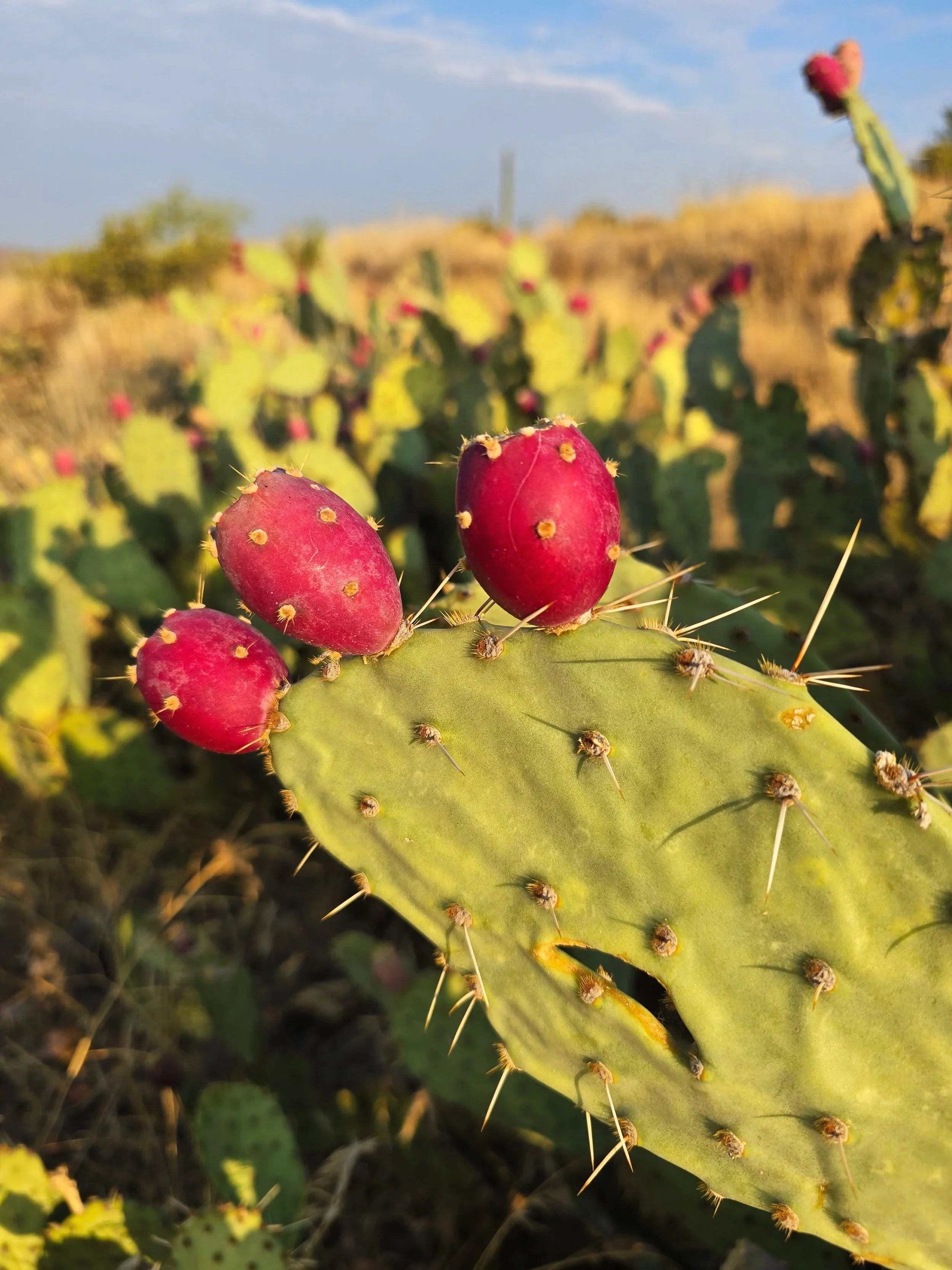 20240725_064533Prickly+Pear.jpg
