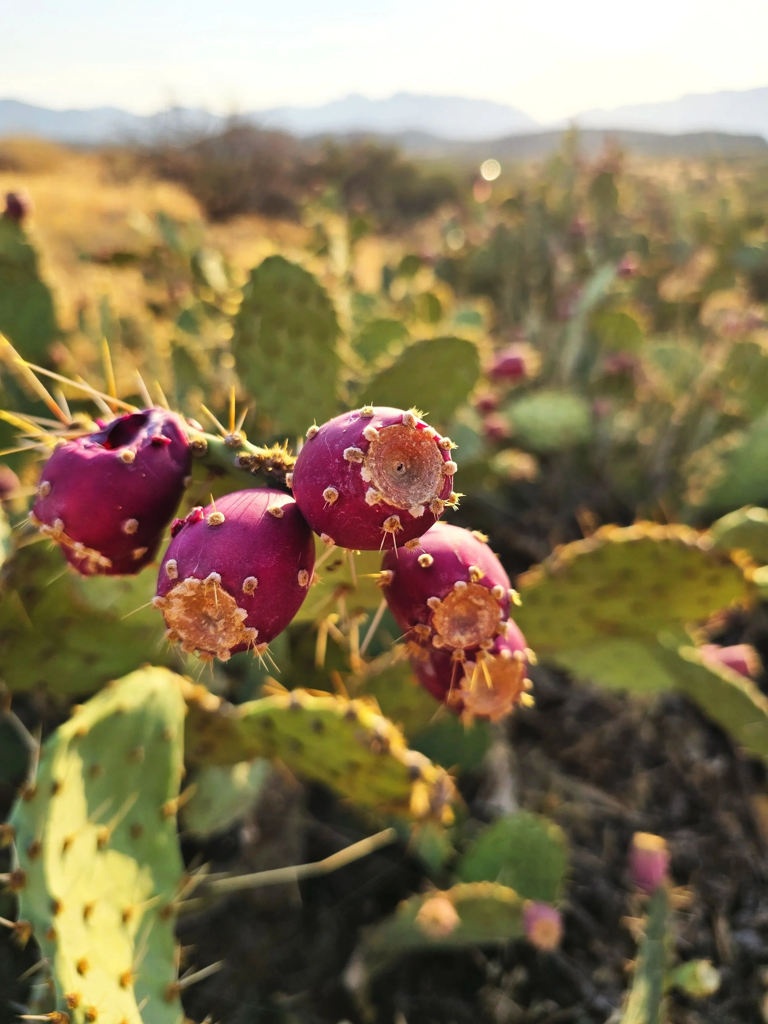 20240725_064609 Prickly Pear.jpg