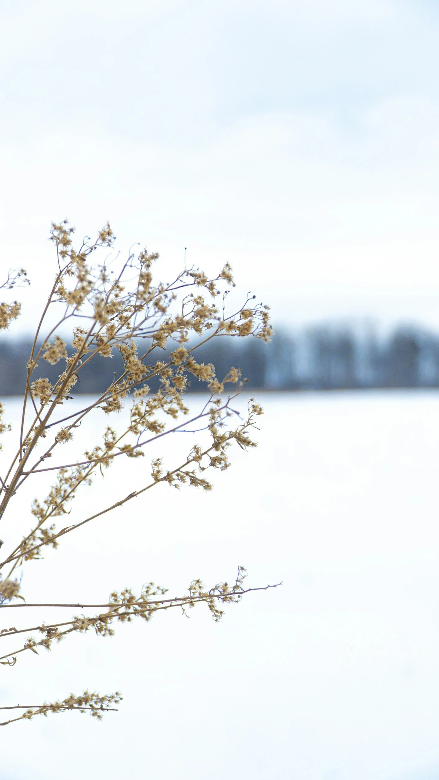 Dry plant with small flowers in a snowy landscape with a blurred tree line in the background.