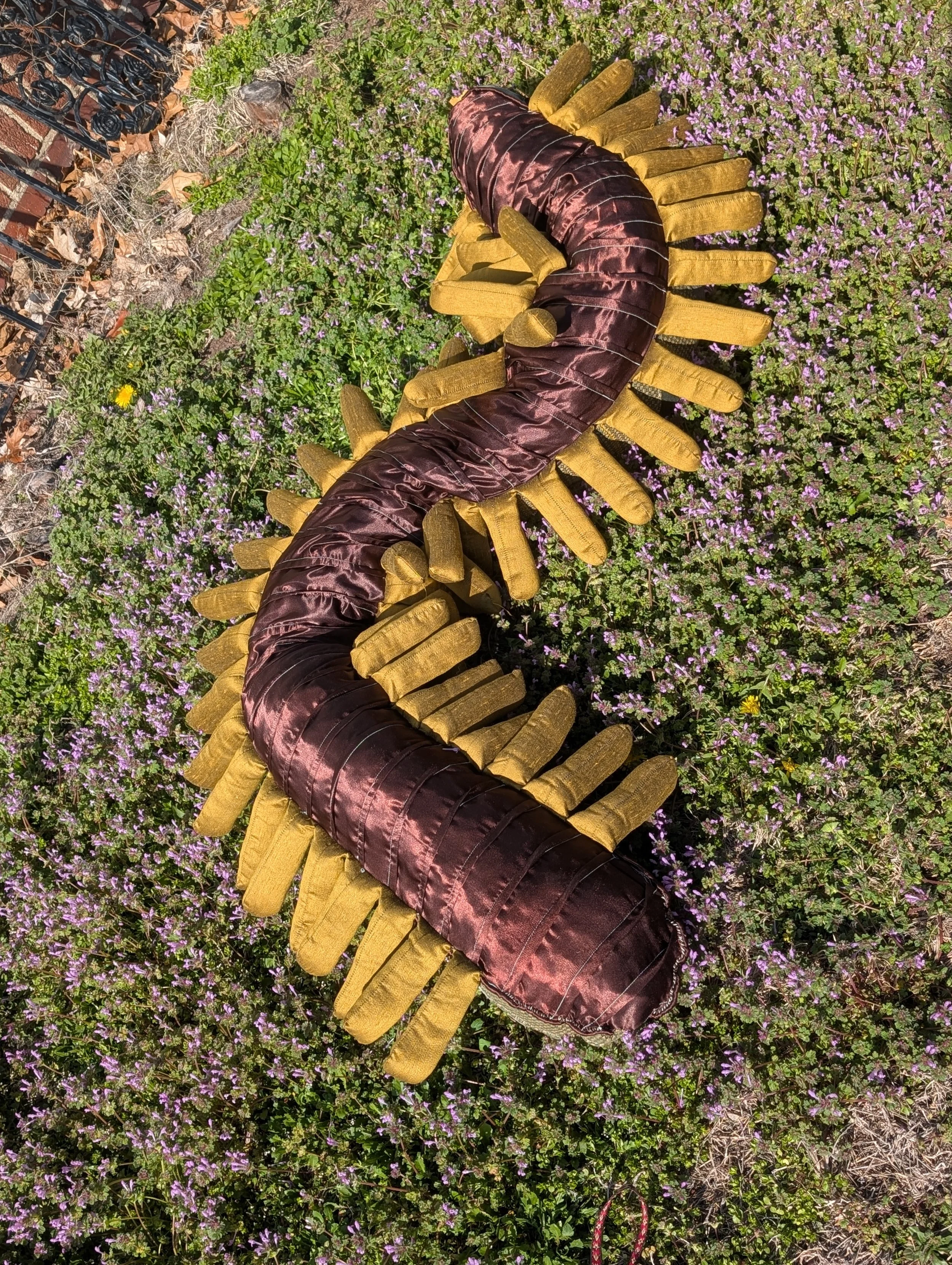 Sunny Belly.jpg