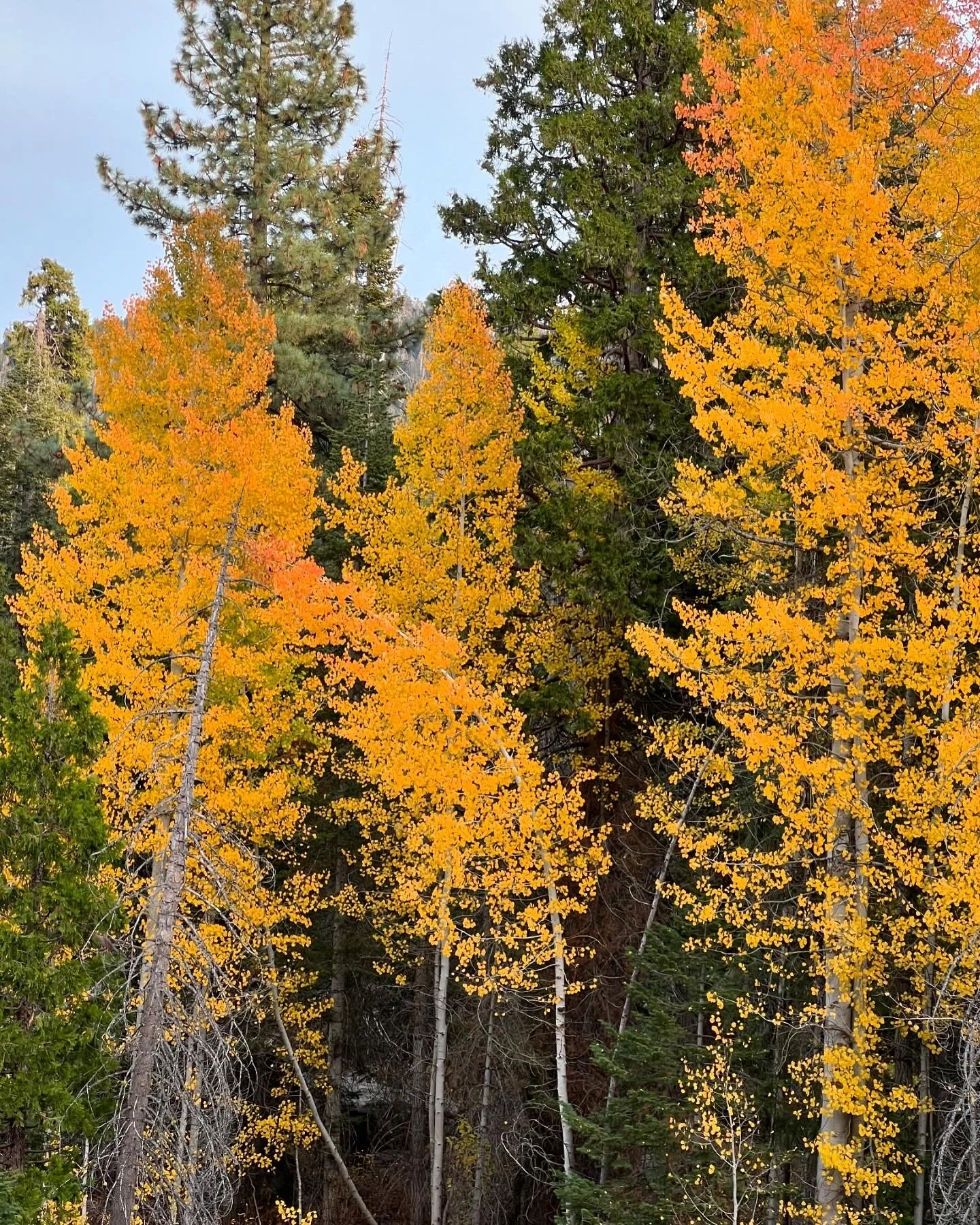 Colorful fall trees in a forest with yellow, orange, and green leaves and some evergreen trees in the background.