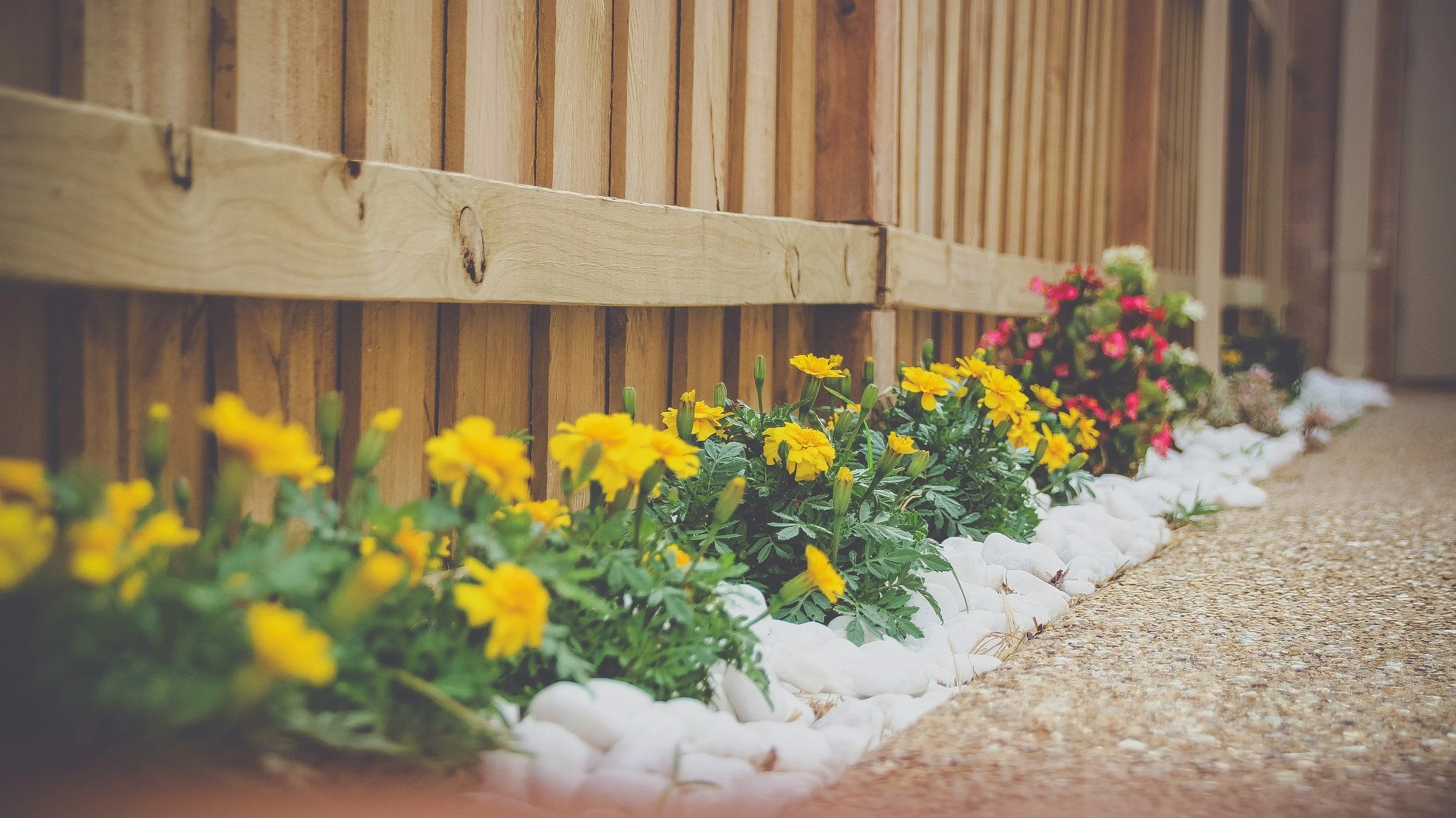 Yellow and pink flowers planted along a wooden fence with white decorative stones underneath, along a sidewalk.