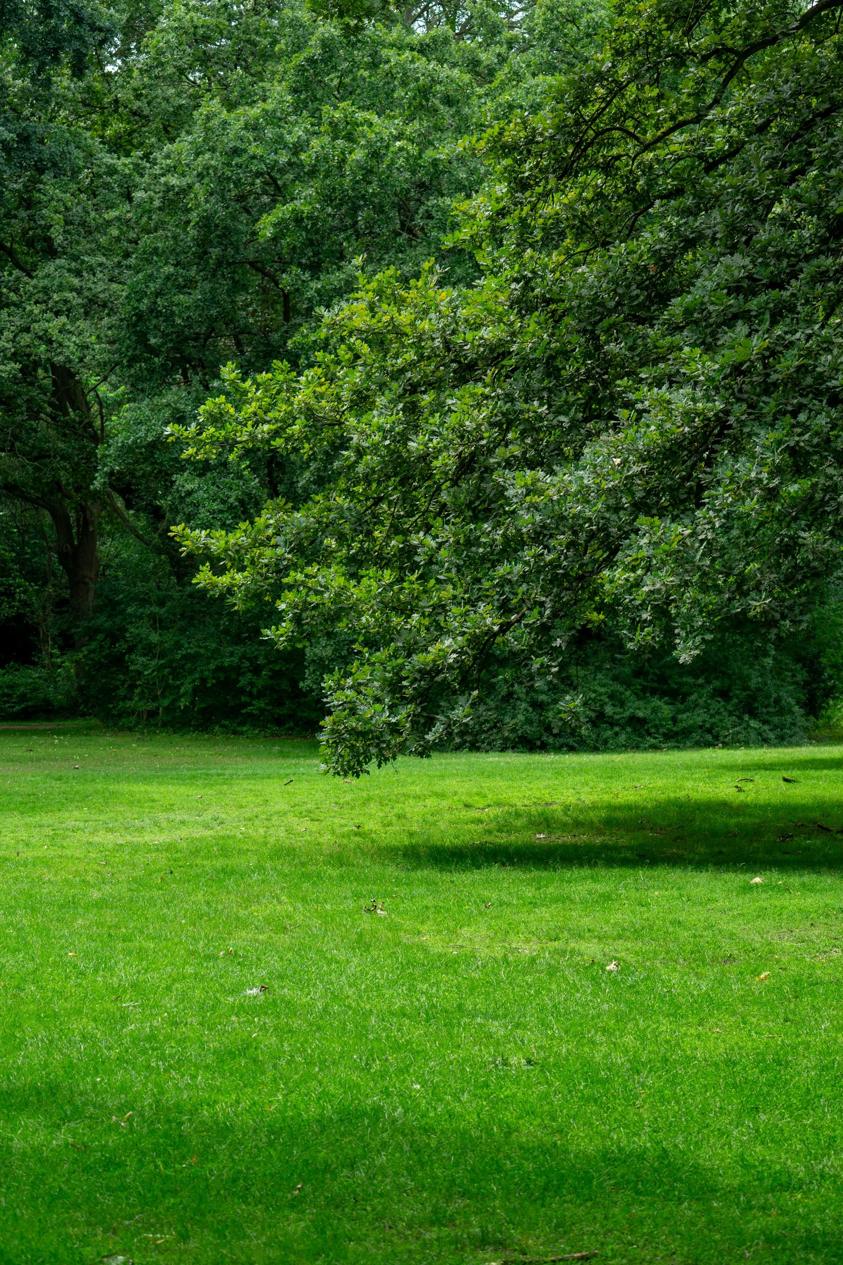 A lush green park with a large tree whose branches hang low over the vibrant grass.