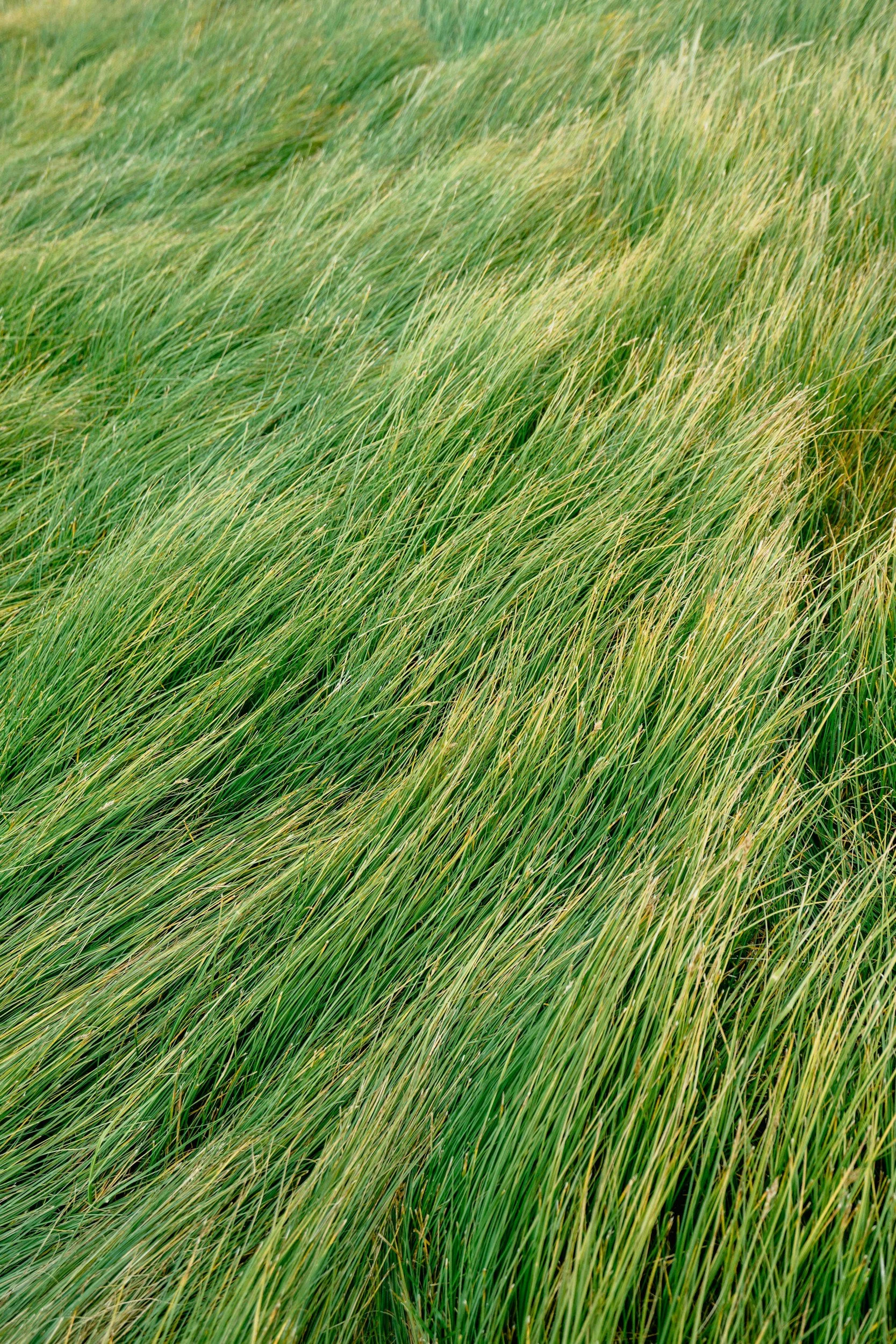 Tall green grass blowing in the wind.