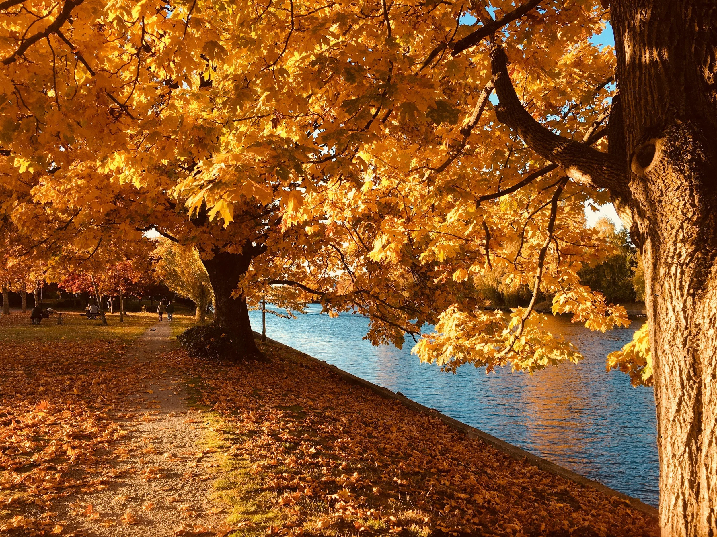 Autumn scene in a park with orange and yellow leaves on trees, fallen leaves on the ground, a water body to the right, and a pathway with people walking and sitting on benches.