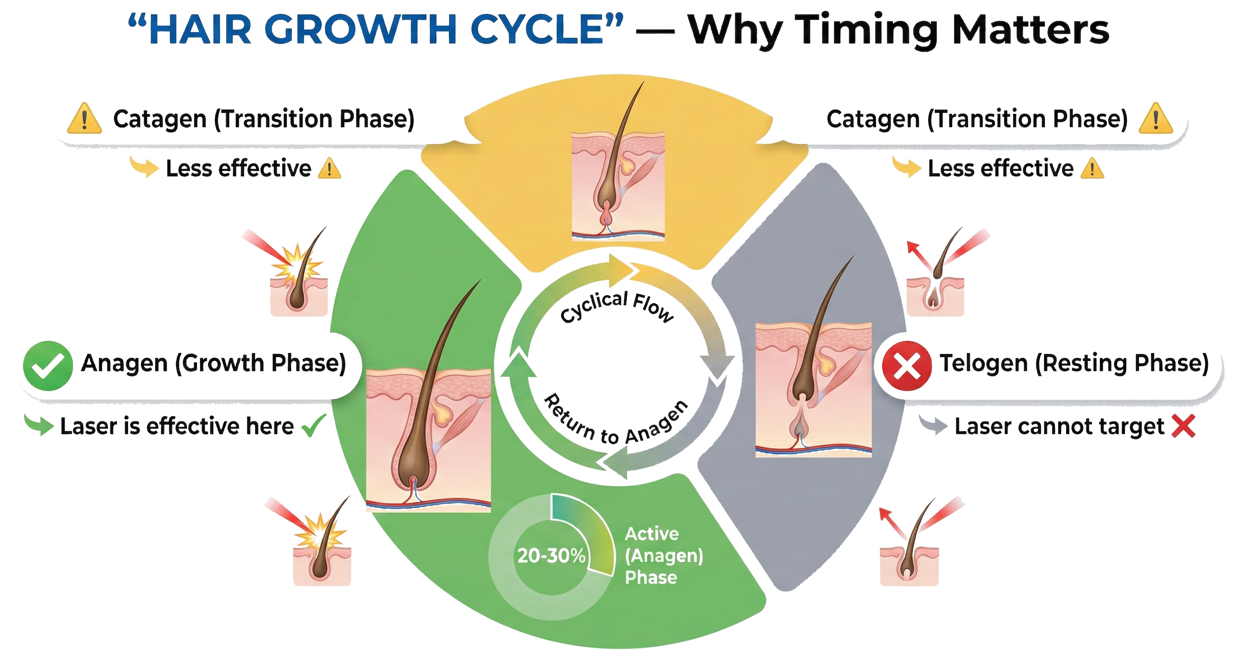 Diagram of the hair growth cycle showing three phases: Anagen (growth phase), Catagen (transition phase), and Telogen (resting phase). The diagram highlights that laser treatment is effective during the Anagen phase and less effective during the Catagen phase. It also explains that laser cannot target hair in the Telogen phase.