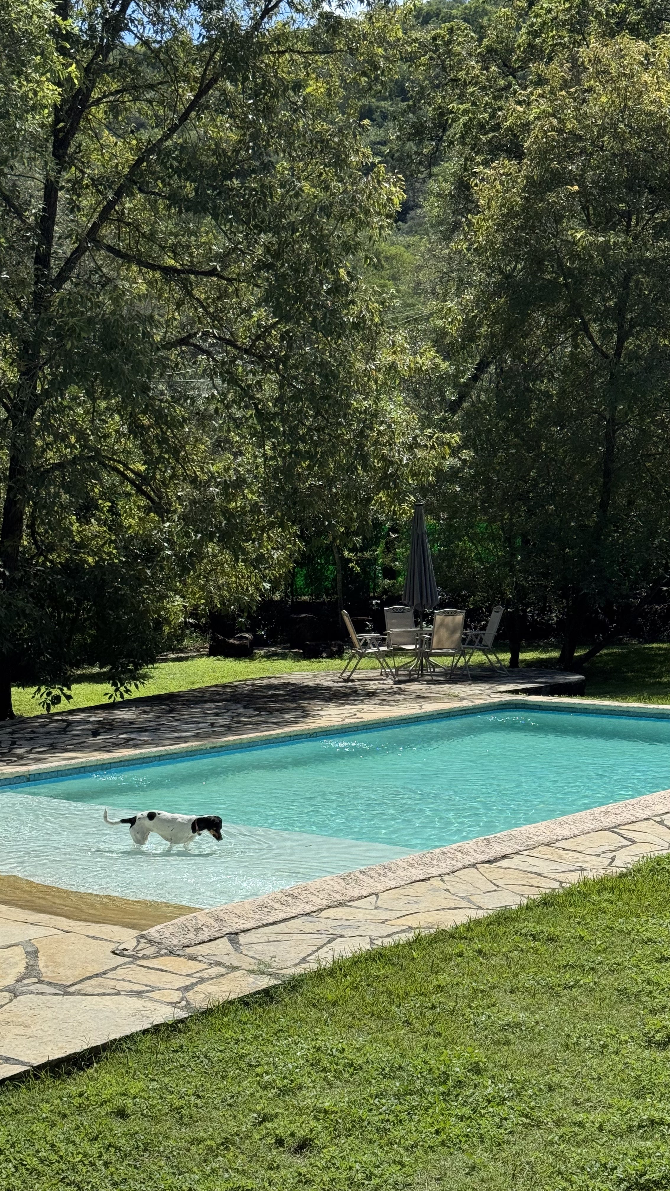 Perro blanco con manchas negras en una piscina de forma rectangular. En el fondo hay mesas y sillas con paraguas, rodeadas de árboles verdes en un jardín.