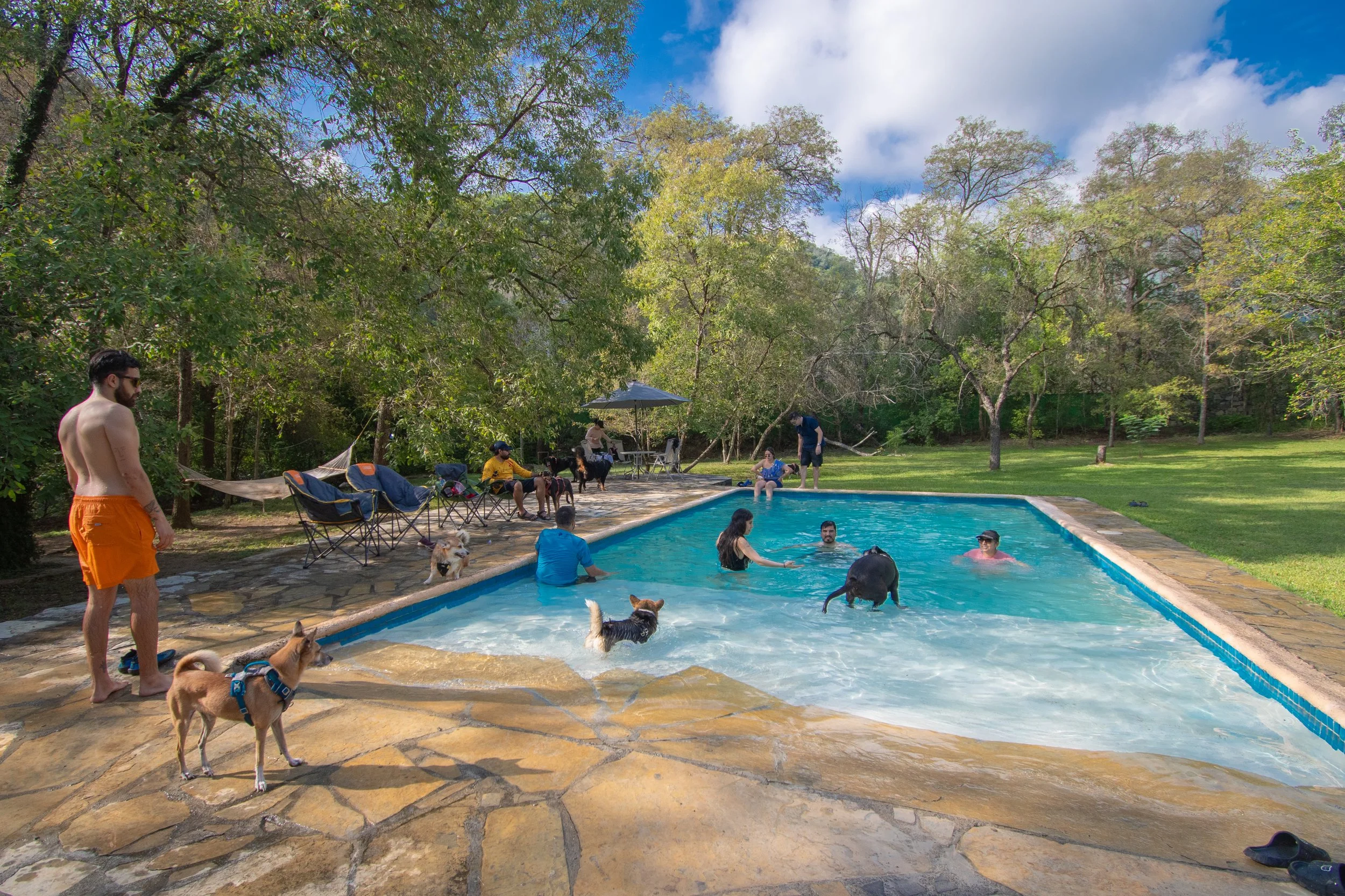 Personas y perros en una piscina al aire libre rodeada de árboles y césped, disfrutando del día.