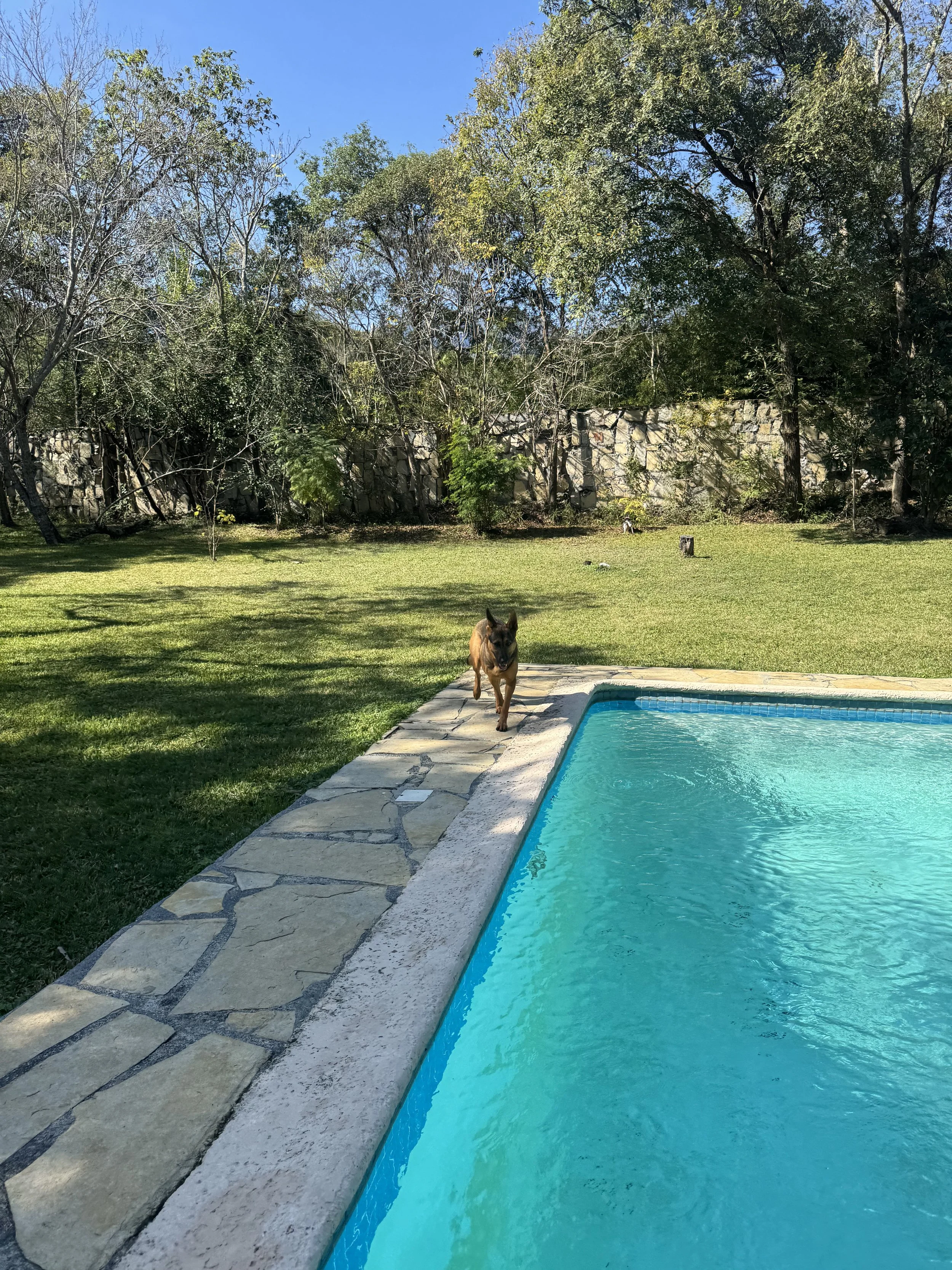 Un perro de raza pastor alemán corre junto a la piscina en un patio con césped y árboles, en un día soleado con cielo azul.