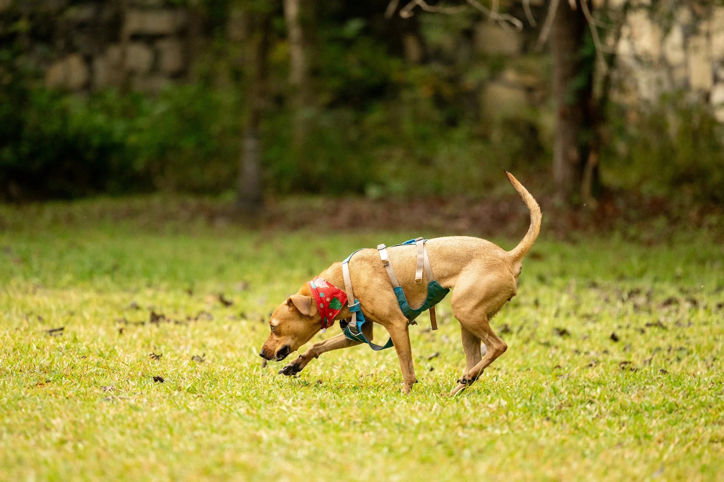 Perro marrón jugando en el césped con vendo rojo y arnés azul.