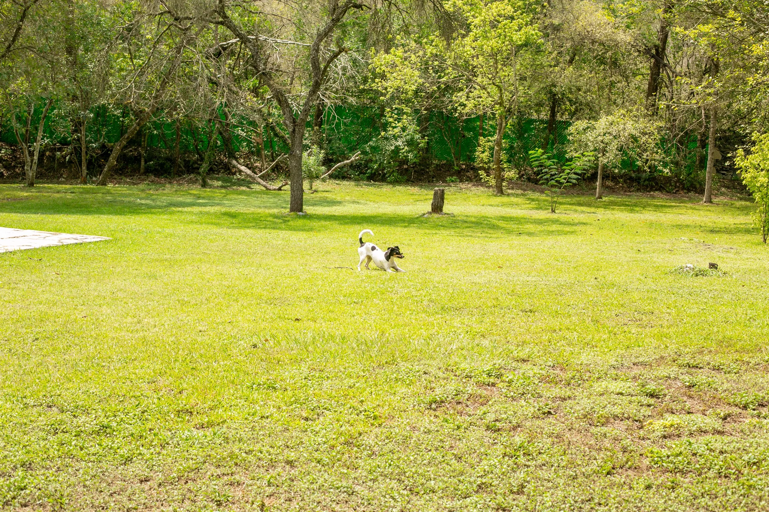 Un perro jugando en un césped de un parque con árboles y arbustos al fondo.