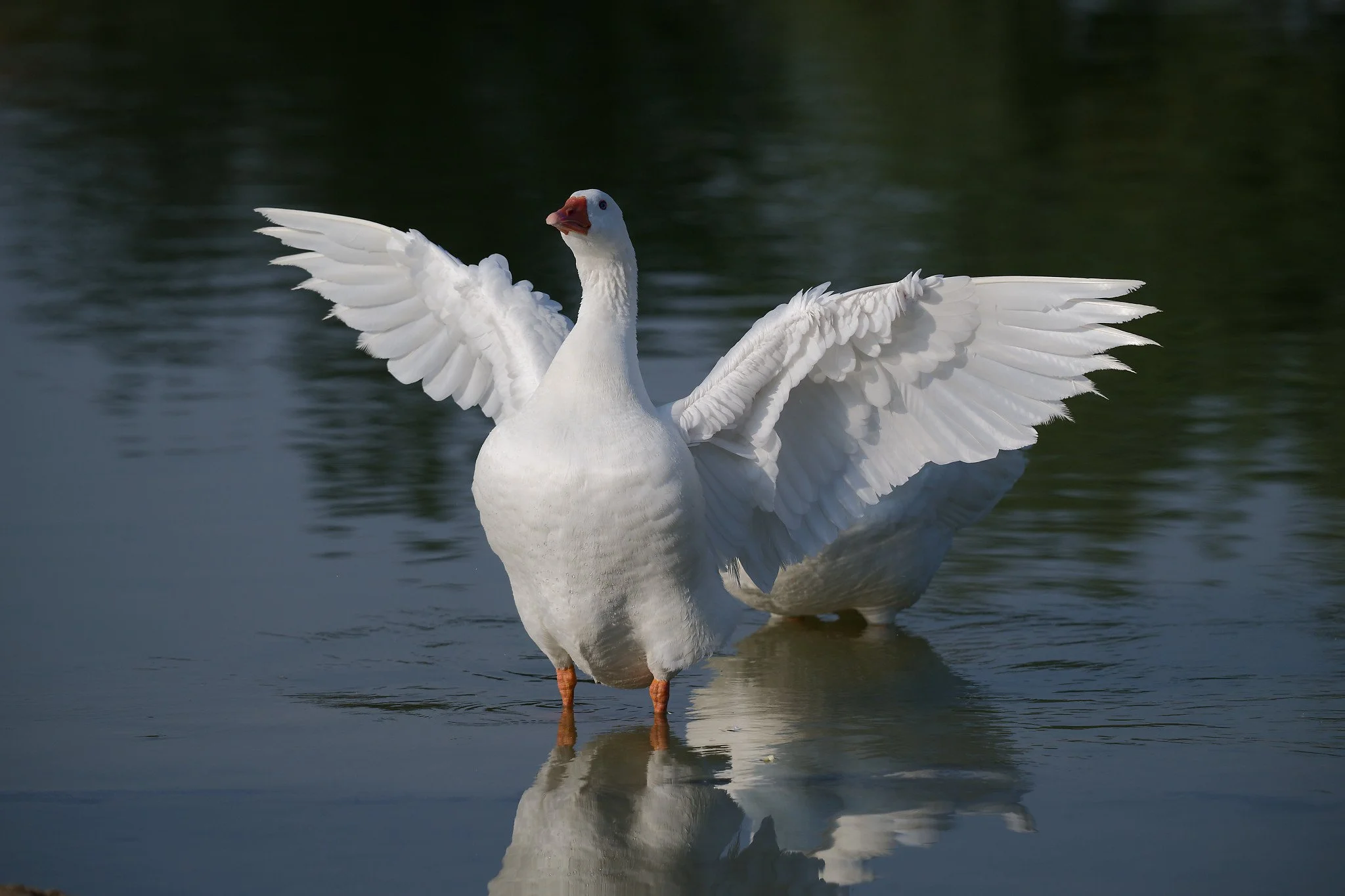 A white goose spreading its wings in a body of water, with reflection visible on the surface.
