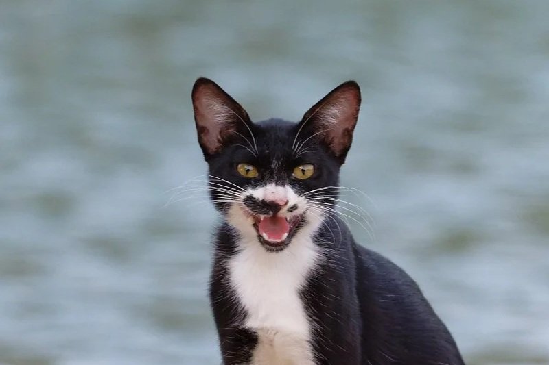 Black and white cat with spots on face, mouth open, showing teeth, with a blurry water background.