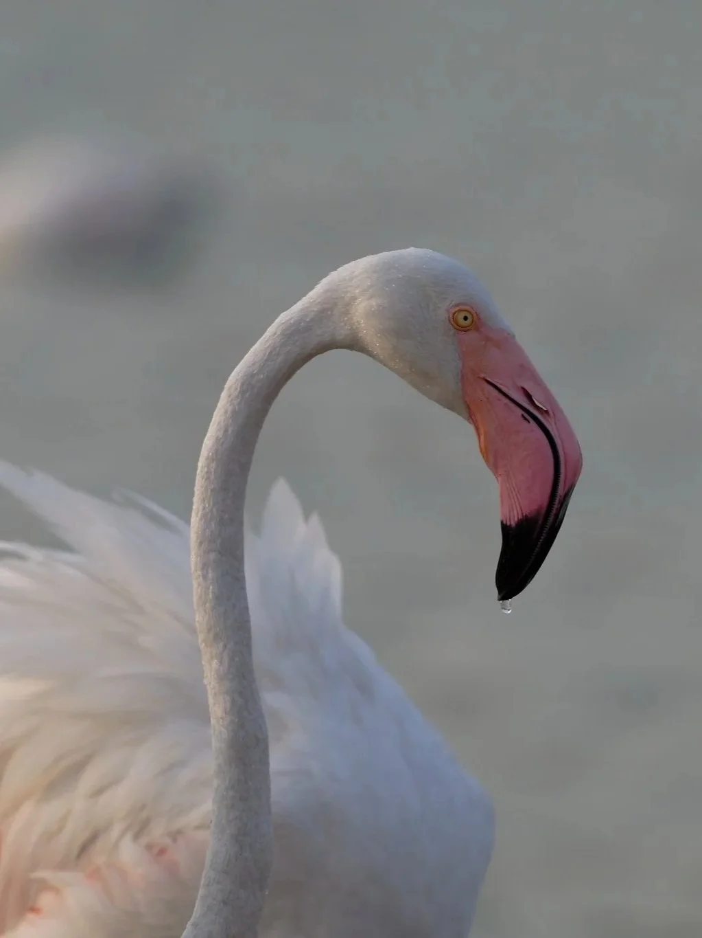 A close-up of a flamingo with a droplet of water hanging from its pink beak.