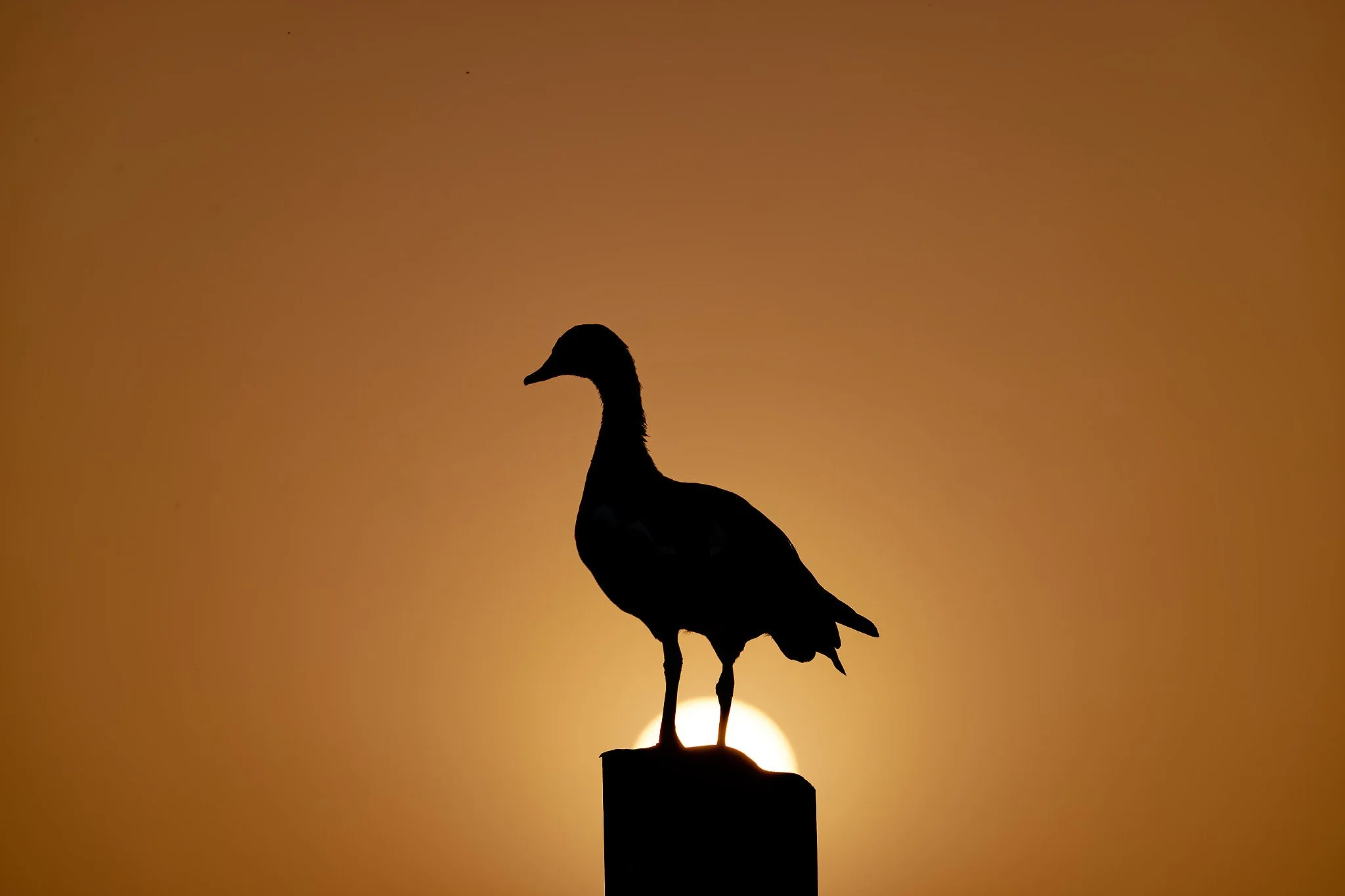 The Magic of Light and Silhouettes