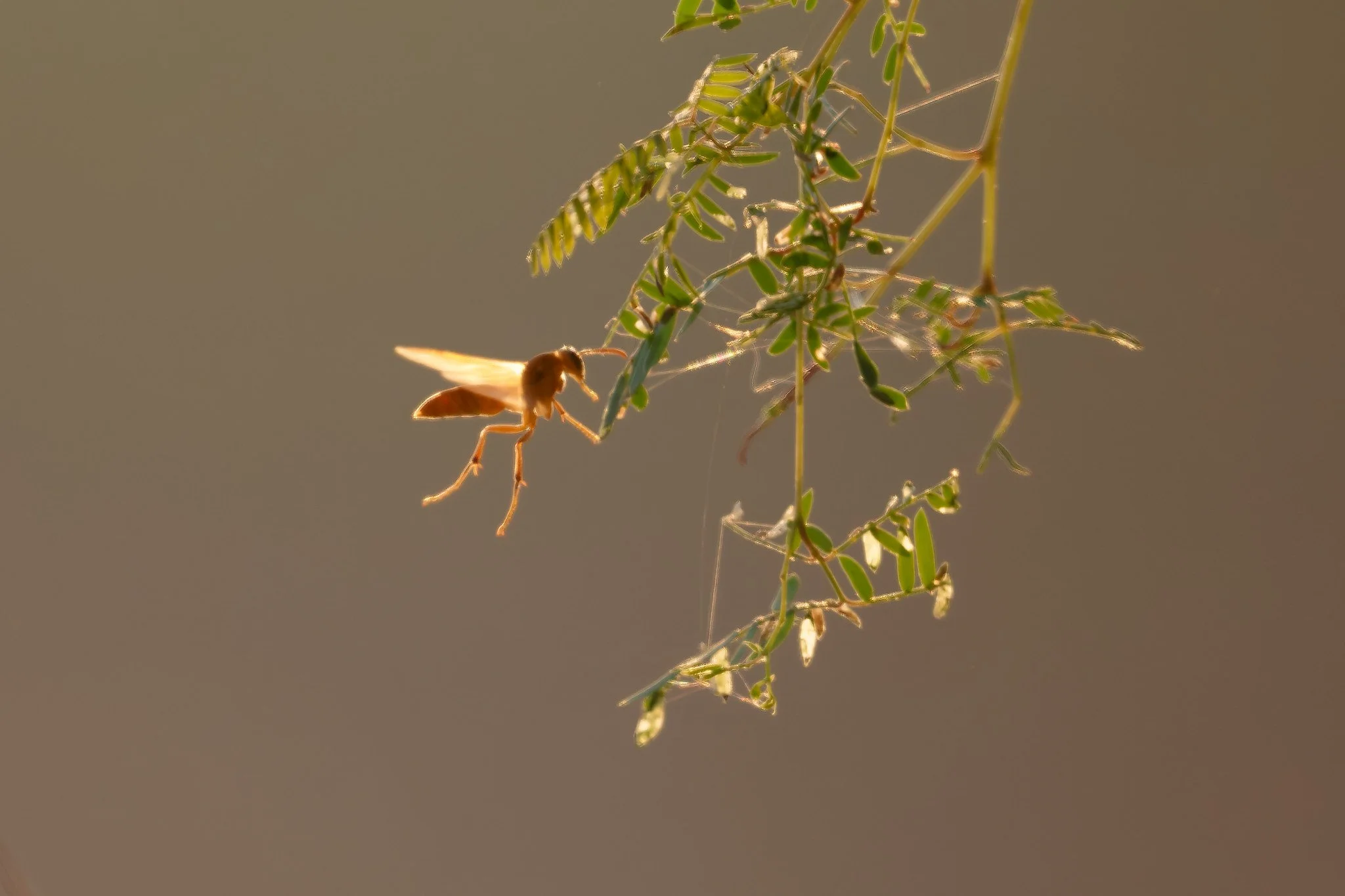 DSC_2768_DxO.jpg