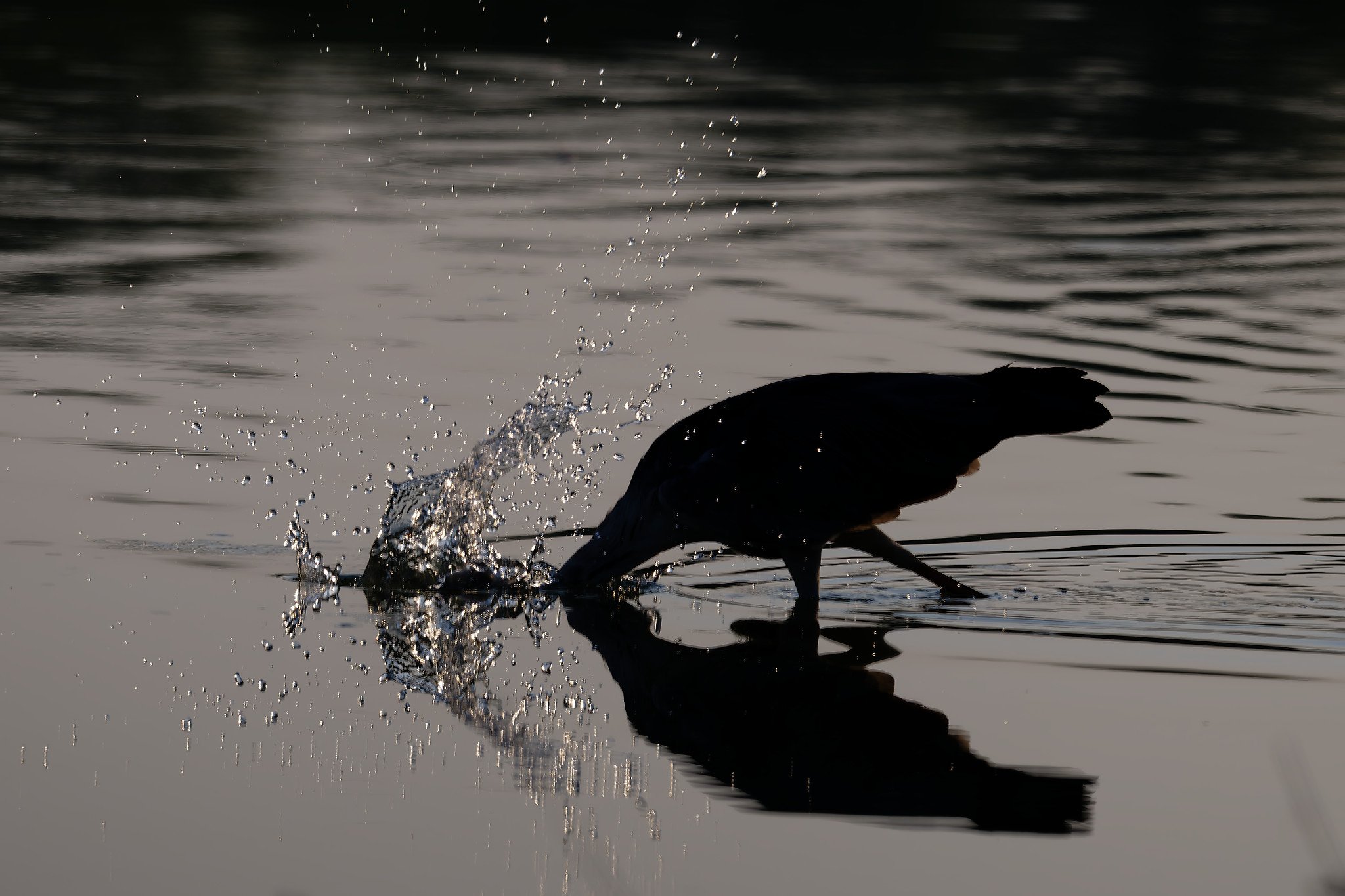 DSC_3160_DxO.jpg