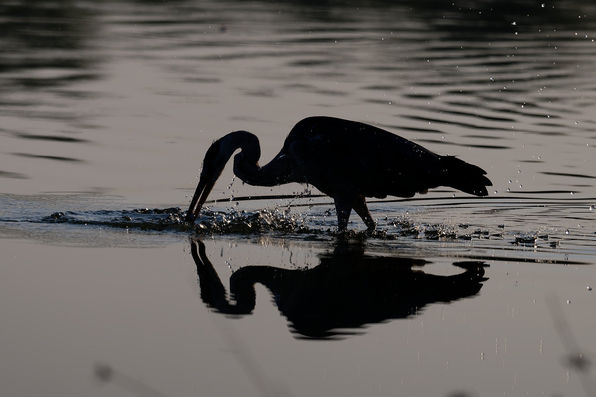DSC_3168_DxO.jpg