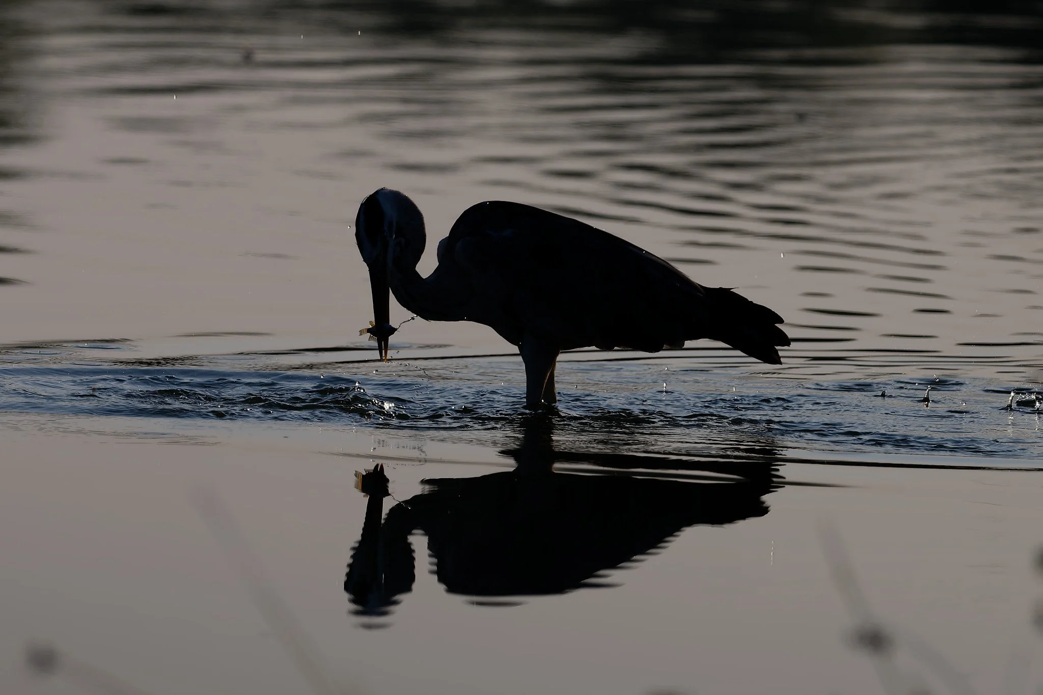DSC_3171_DxO.jpg