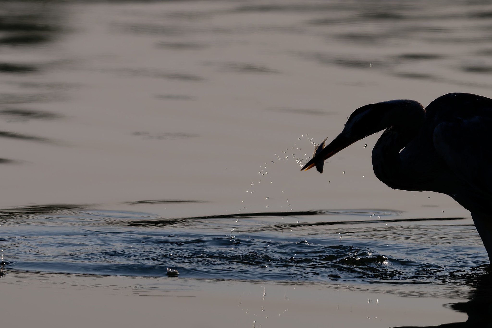DSC_3173_DxO.jpg