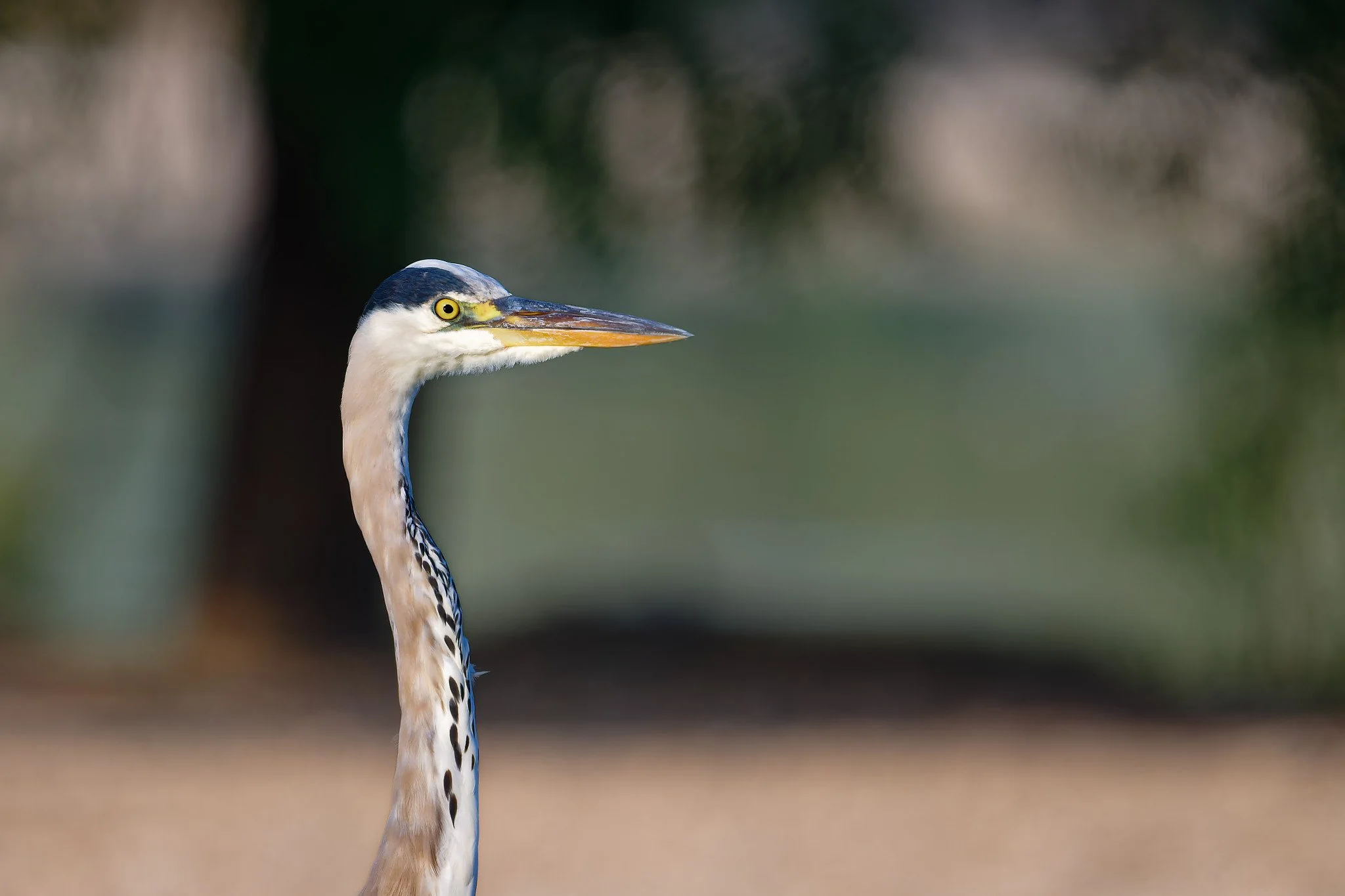 DSC_3327_DxO.jpg