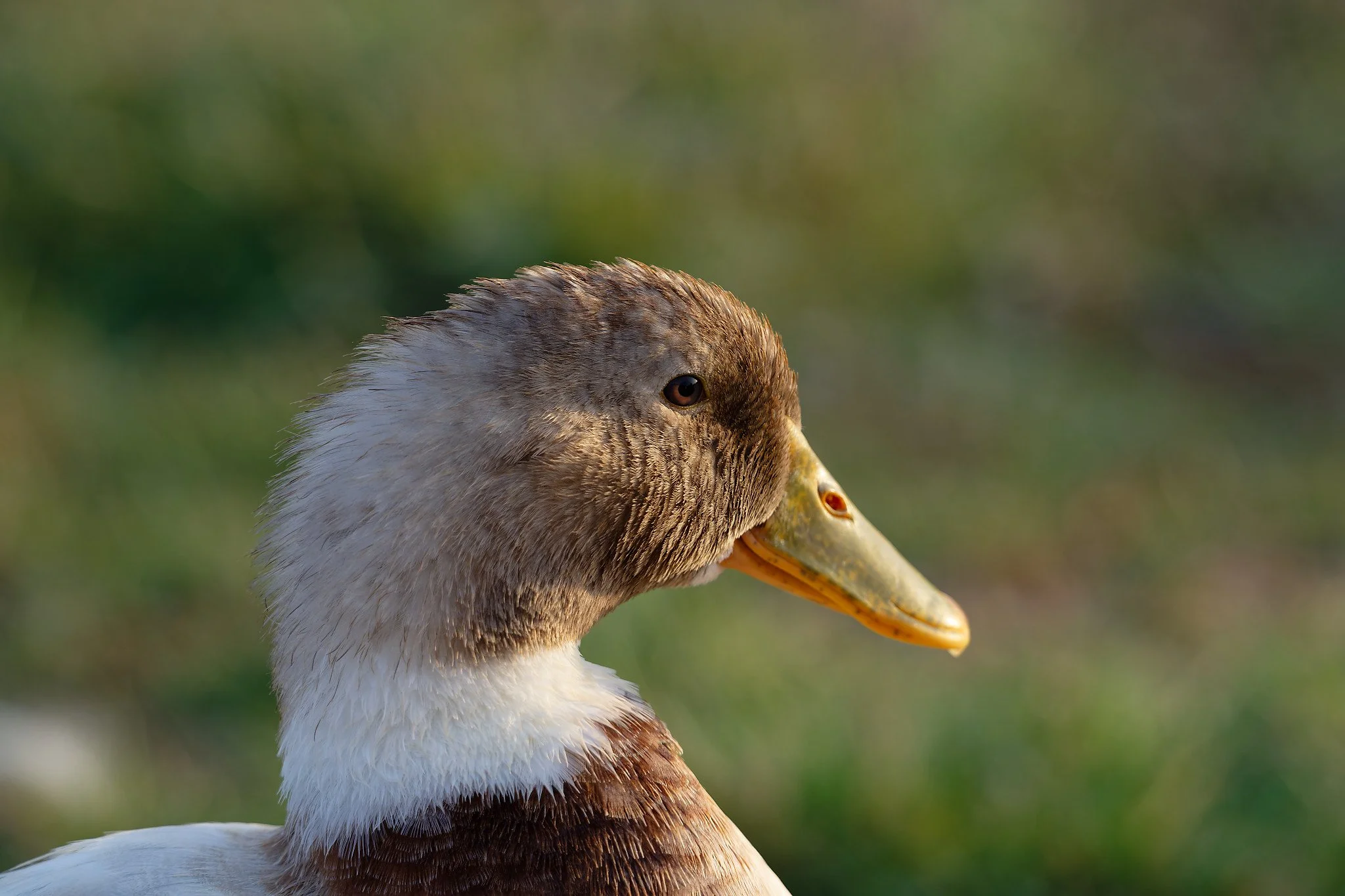 Z9T_3821_DxO.jpg