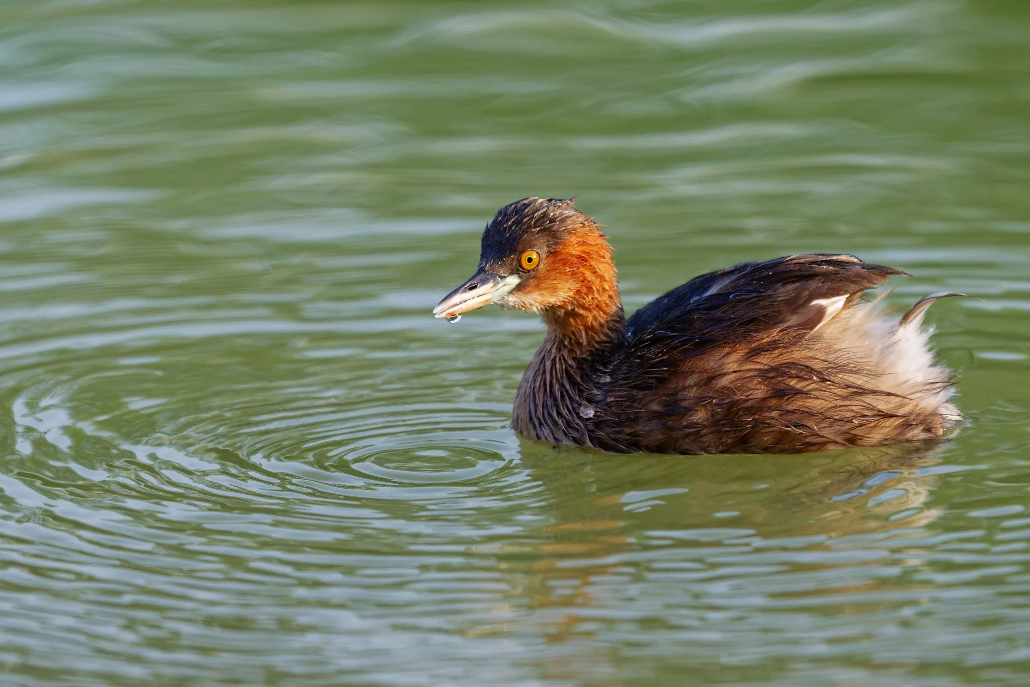 Z9T_6047_DxO.jpg