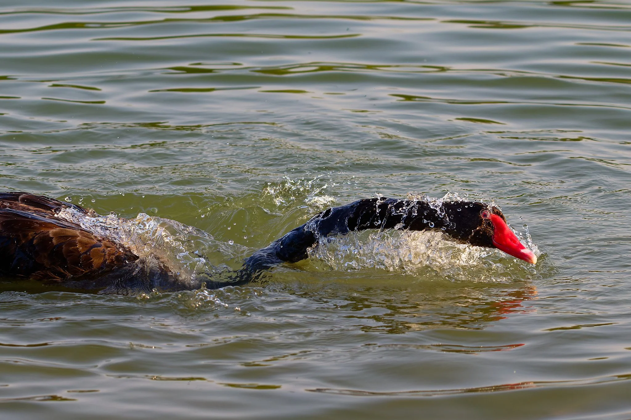 Z9T_4358_DxO.jpg