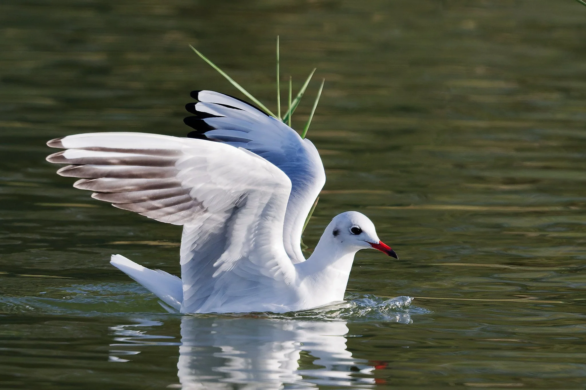 A white bird with black eye markings and red-tipped beak floating on water with one wing raised, background of rippled water and tall grass.
