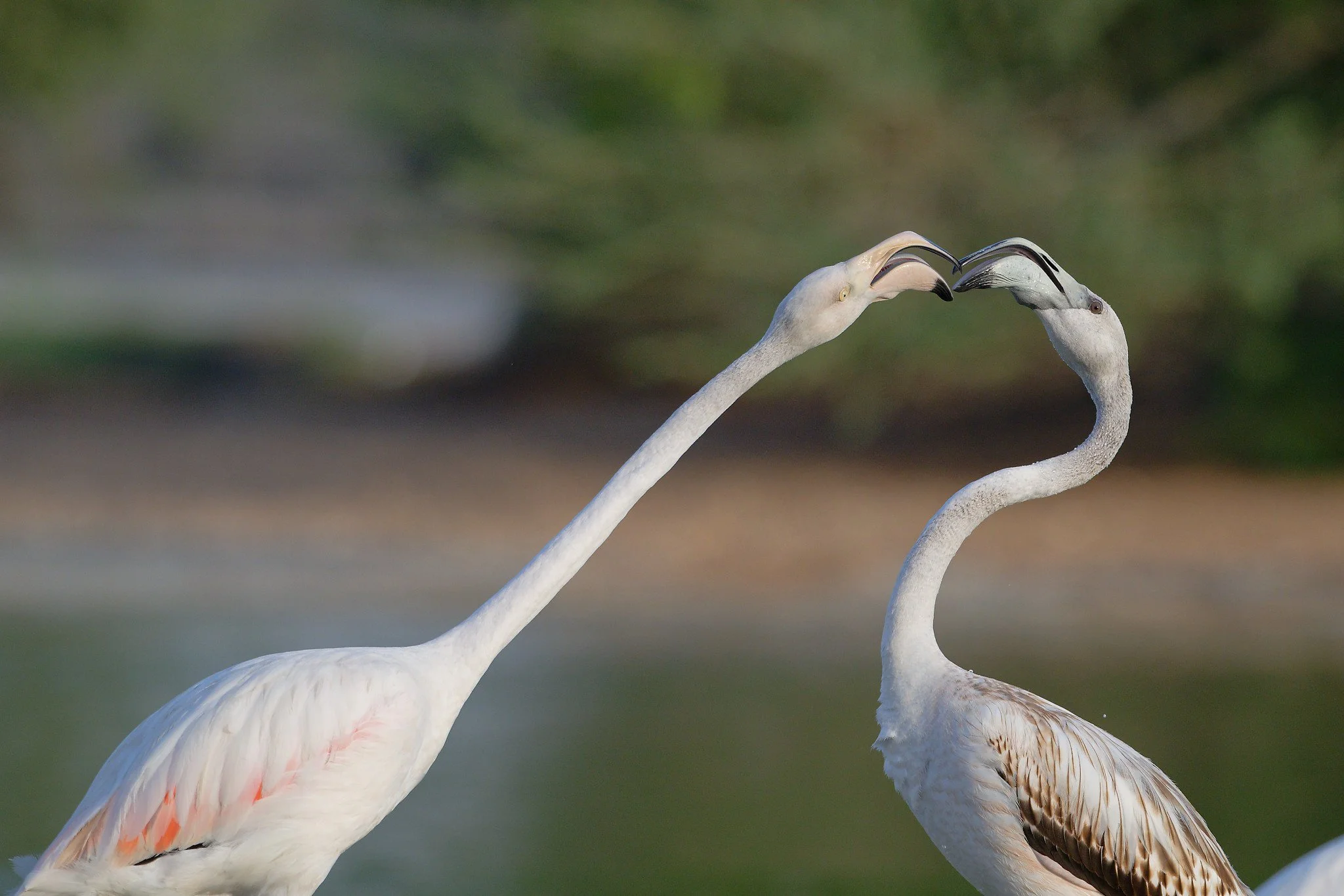 Two flamingos touching beaks, forming a heart shape with their necks.