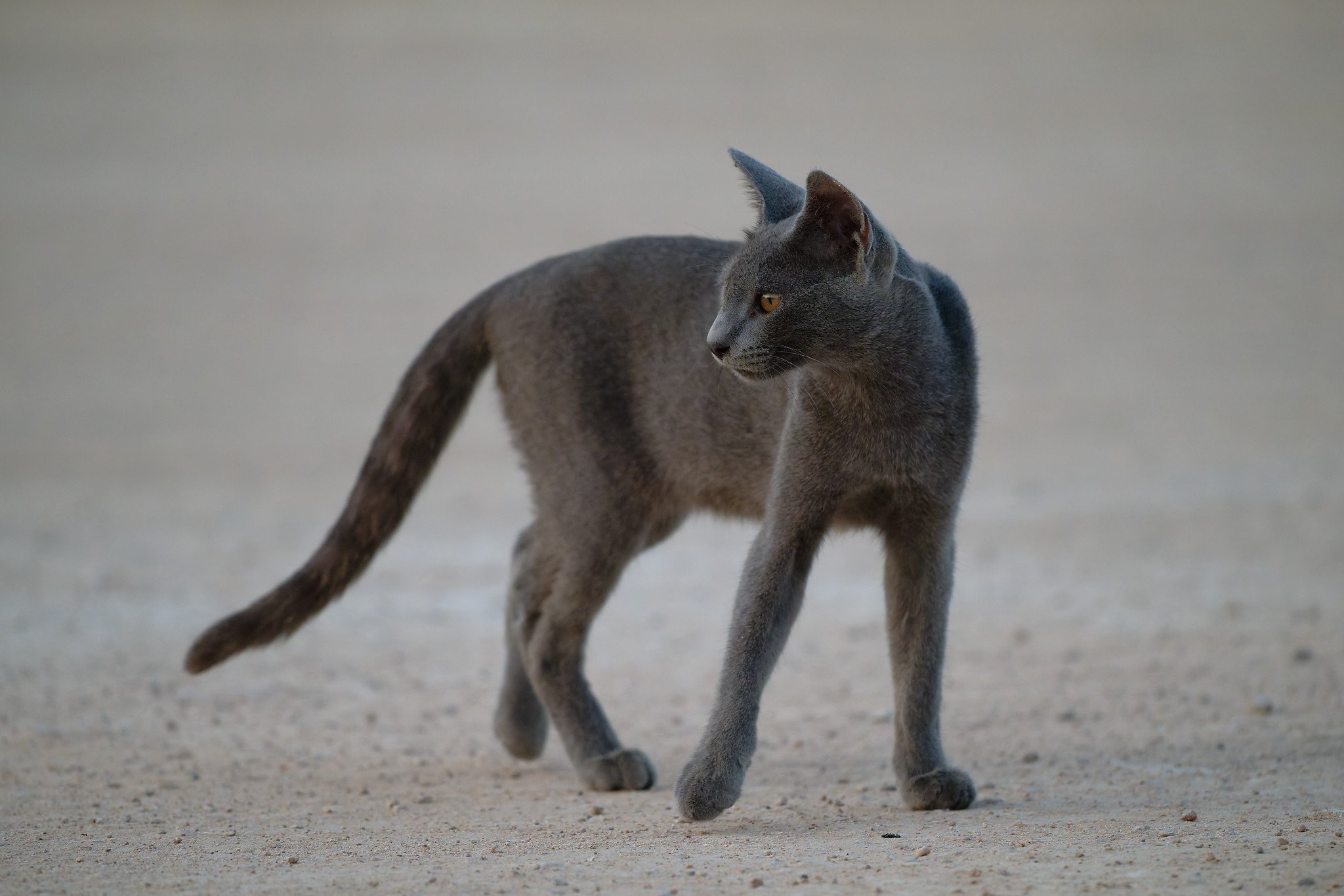 A gray cat walking on a sandy surface, looking to the right.