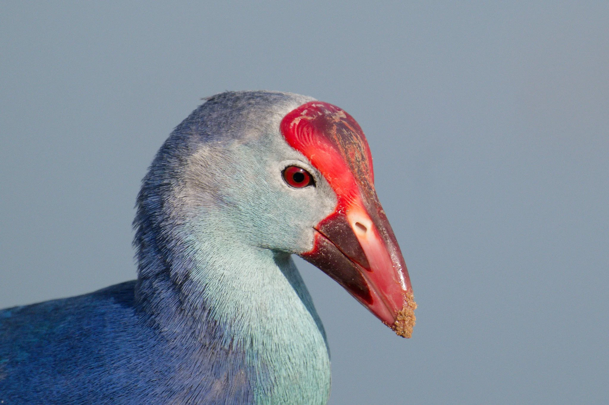 Close-up of a bird with a distinctive red beak and grayish-white head against a pale blue background.