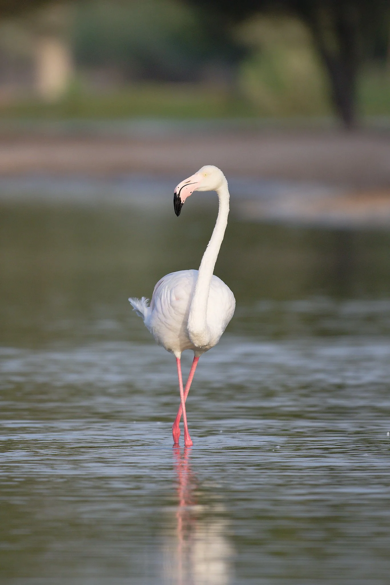 A flamingo standing in shallow water with its body reflected on the surface, with a blurred natural background.