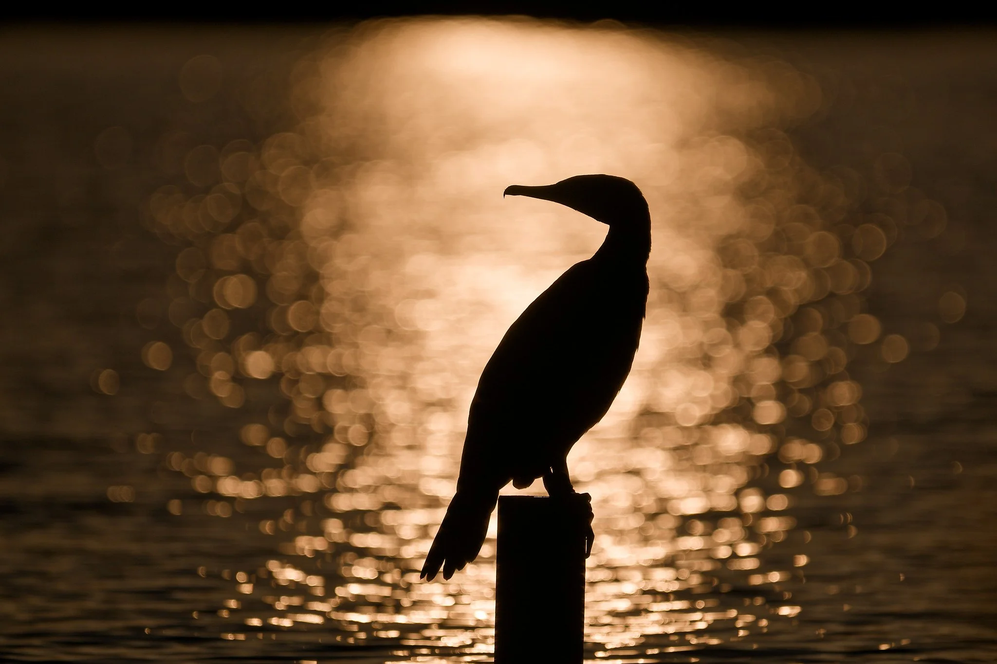 Silhouette of a cormorant bird perched on a post by the water at sunset with reflections on the water surface.