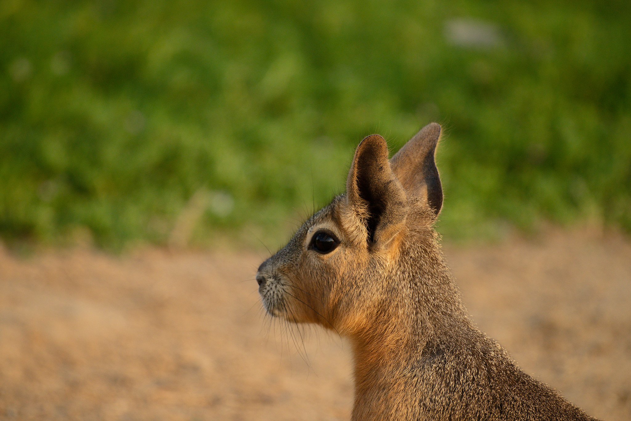 Side profile of a small wildcat or similar animal with large ears and short fur, outdoors with blurred green foliage in the background.