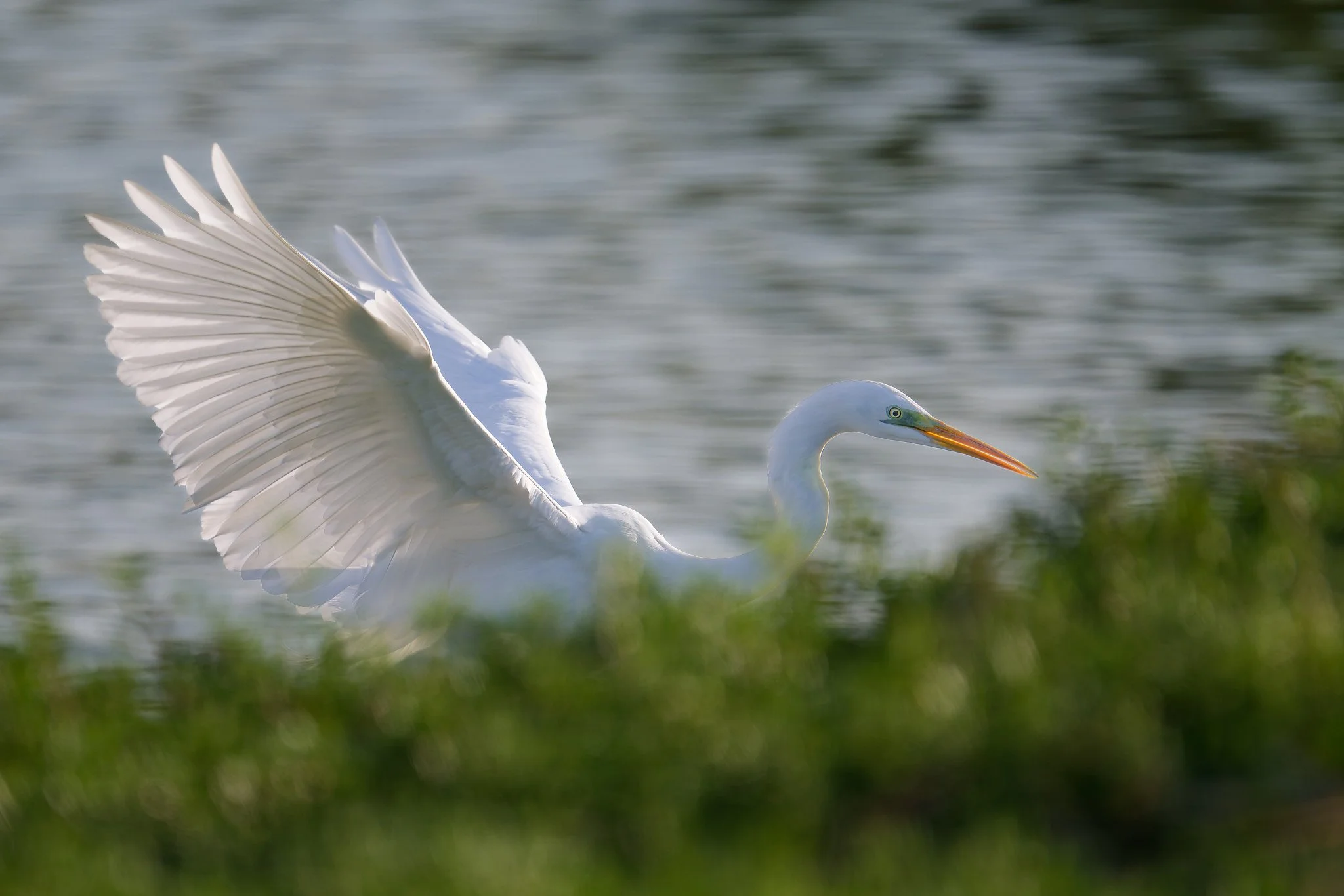 A white heron standing in water with its long wings partially extended, with green vegetation in the foreground.