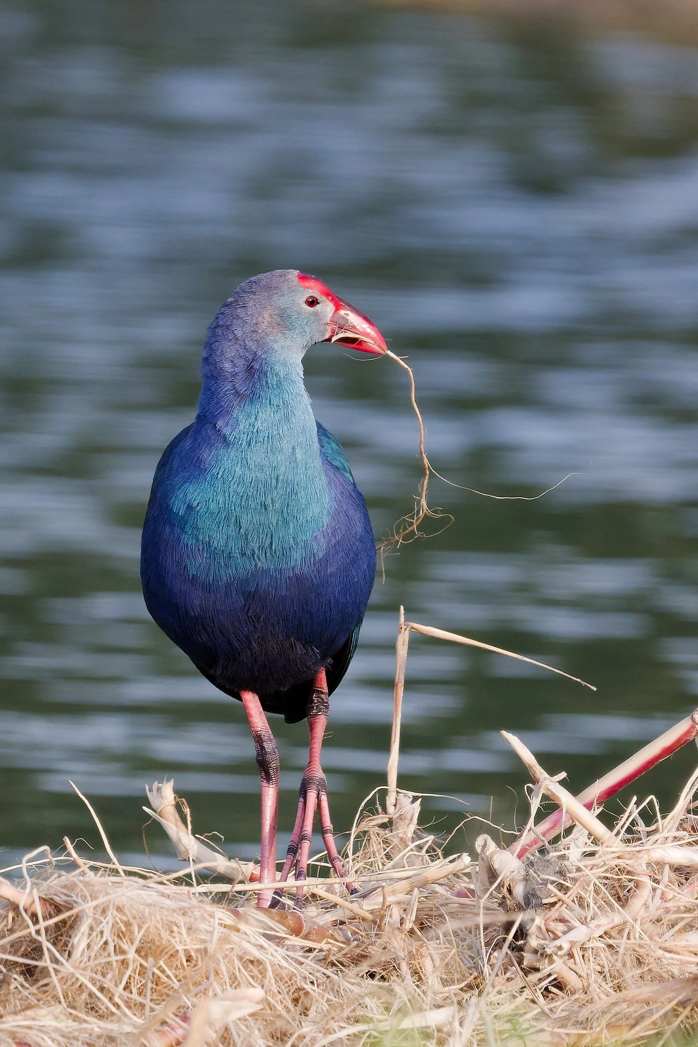 A bird with colorful feathers stands on a nest near water, holding a small twig in its beak.