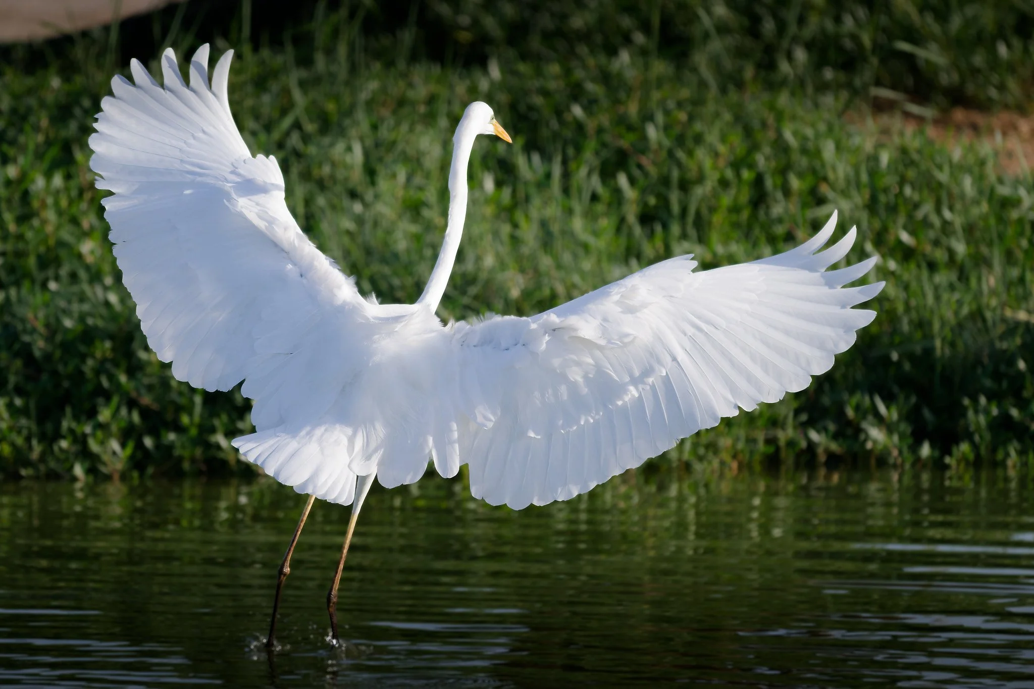 A white heron with outstretched wings standing in water with green grass in the background.