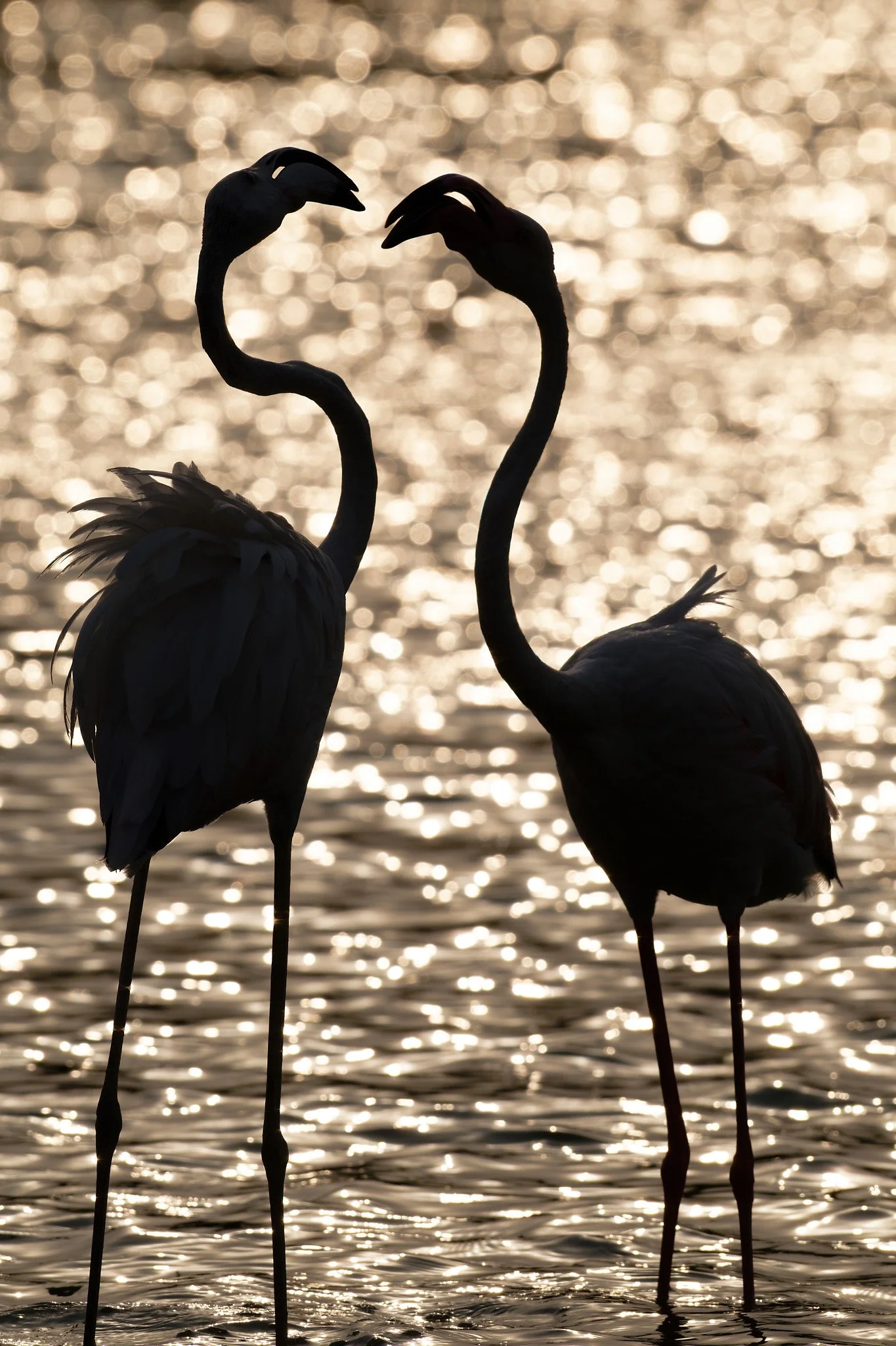 Two flamingos standing in water with the sun setting in the background, creating a shimmering reflection on the water.