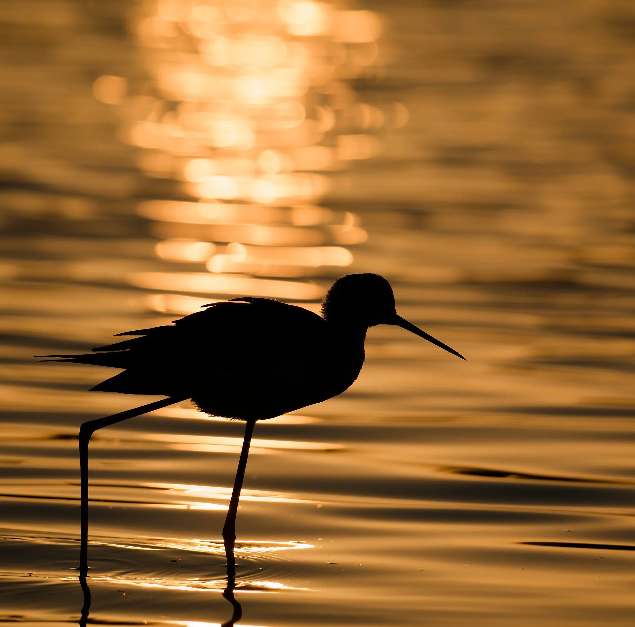 Silhouette of a bird standing in water during sunset or sunrise, with the water reflecting a warm, orange glow.