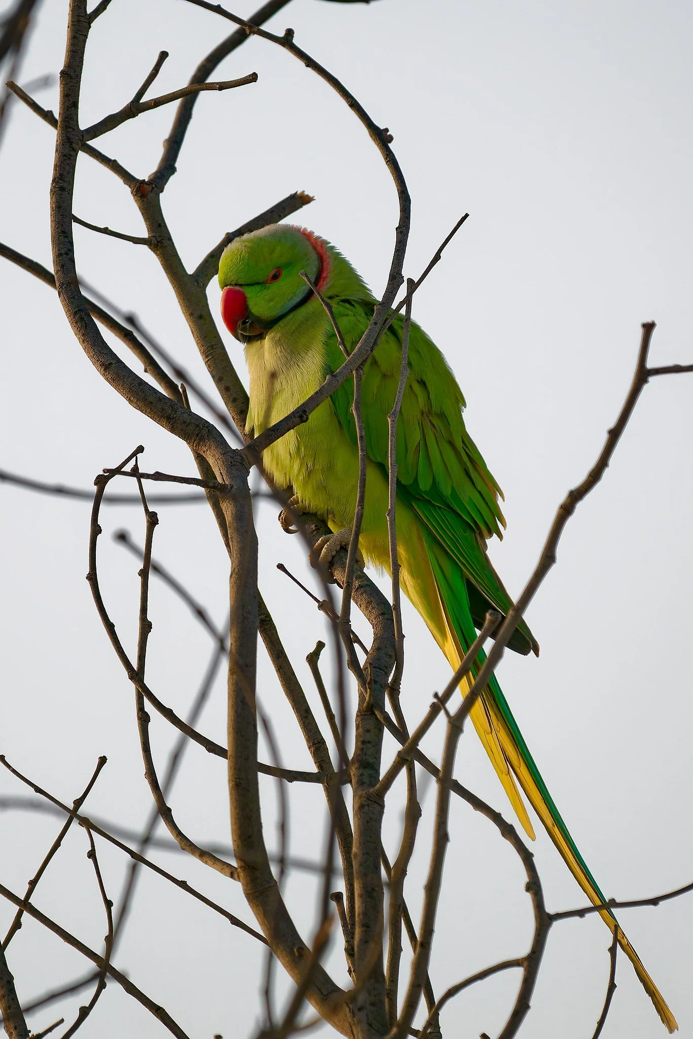 A green parakeet perched on a leafless tree branch against a plain sky.