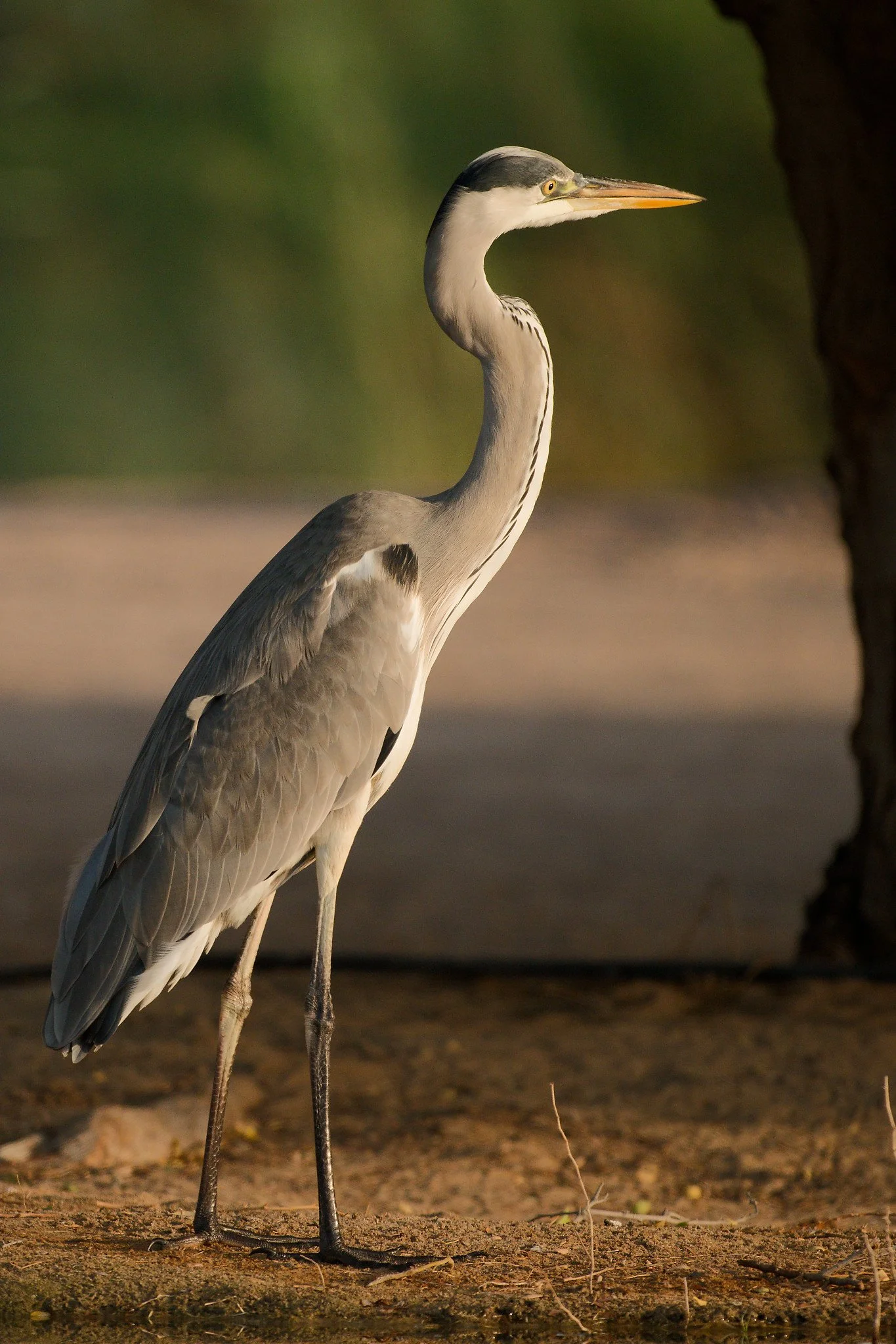 A heron standing on the ground near a tree with a blurred background.