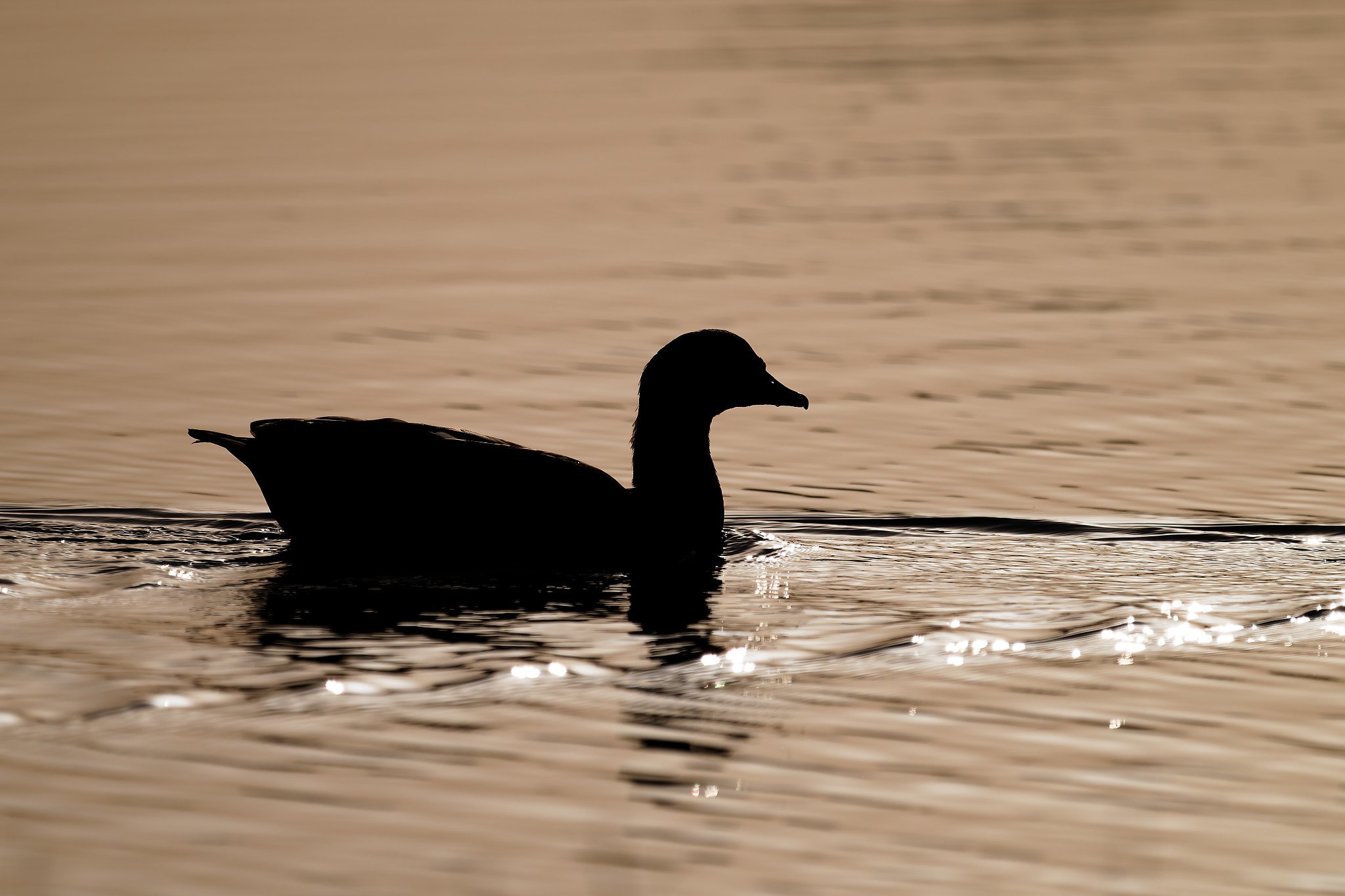 Silhouette of a duck swimming on the water during sunset or sunrise.