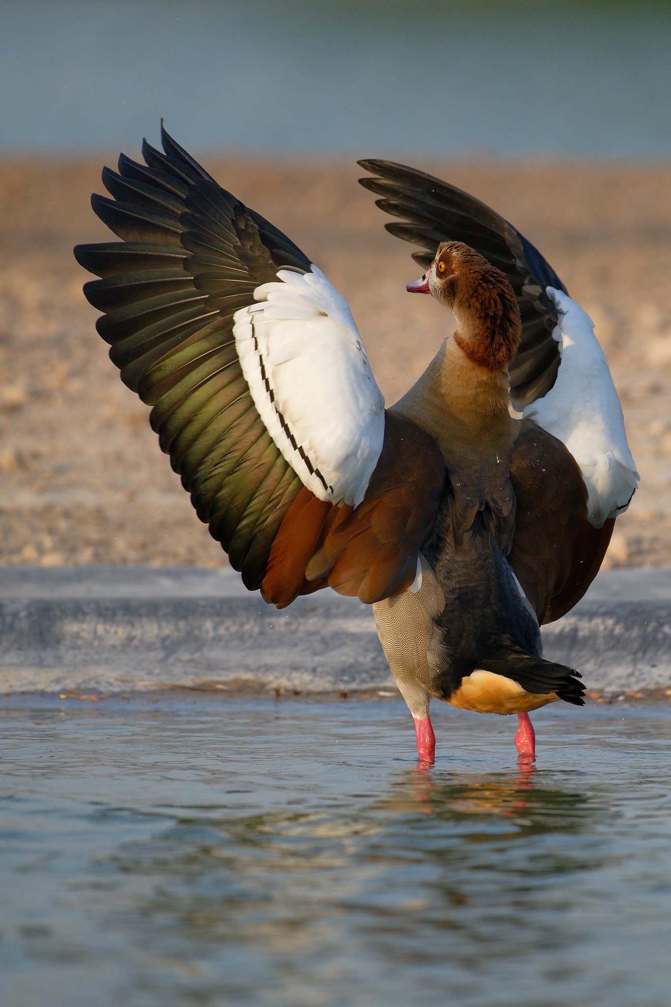 A bird standing in water with its wings spread wide open, showing black, white, brown, and orange feathers.